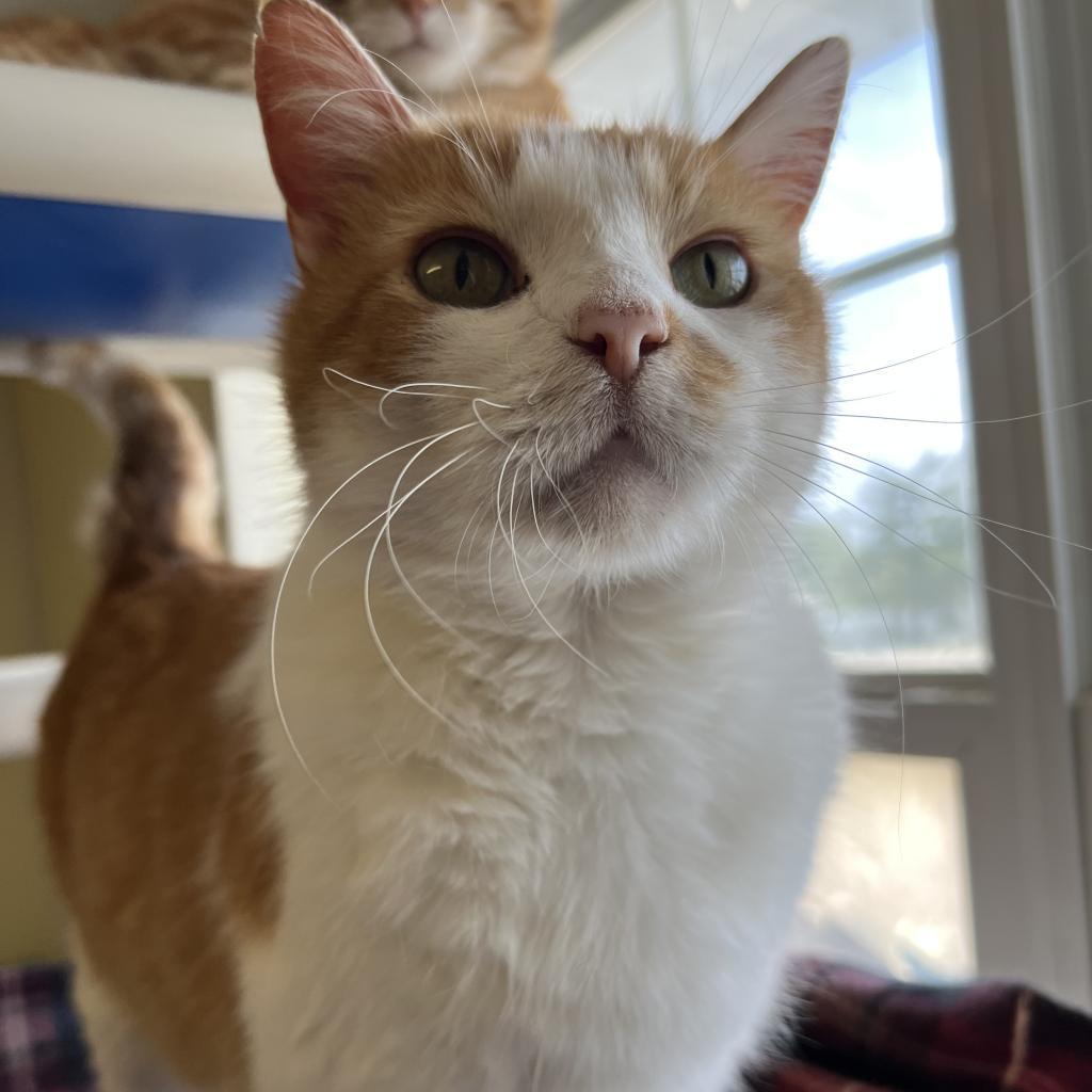 Wesson, a Adoptable Domestic Short Hair in Springfield, IL image 1/5