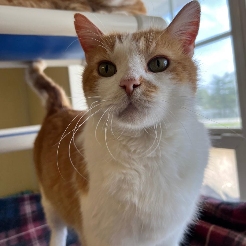 Wesson, a Adoptable Domestic Short Hair in Springfield, IL image 2/5