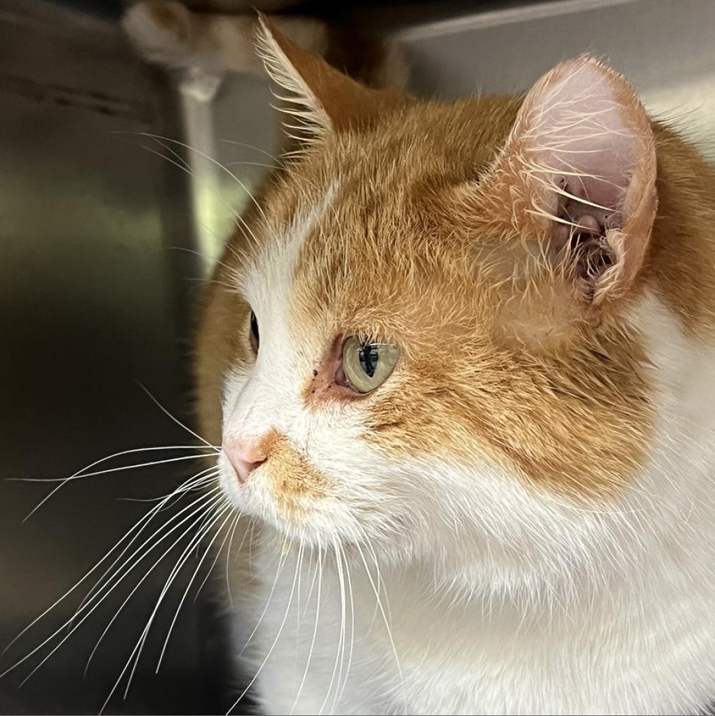 Wesson, a Adoptable Domestic Short Hair in Springfield, IL image 4/5