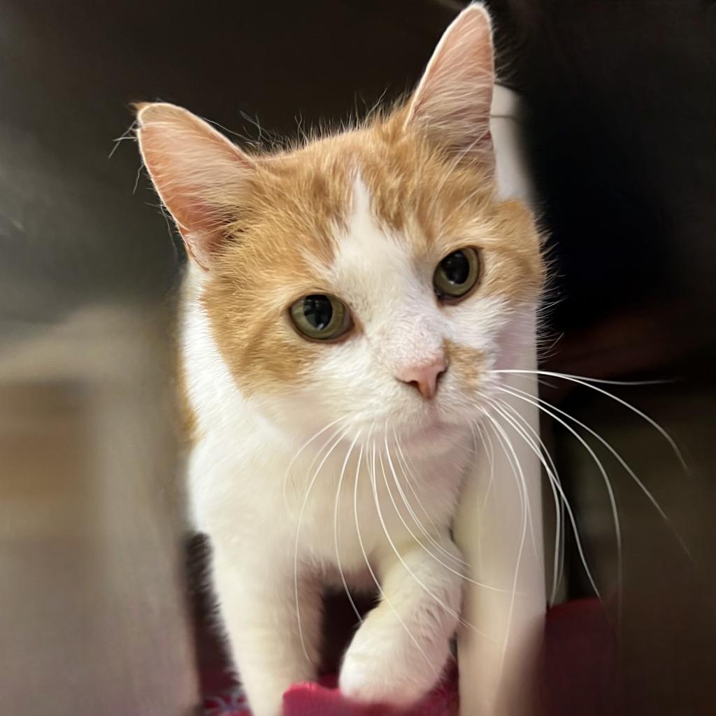 Wesson, a Adoptable Domestic Short Hair in Springfield, IL image 5/5