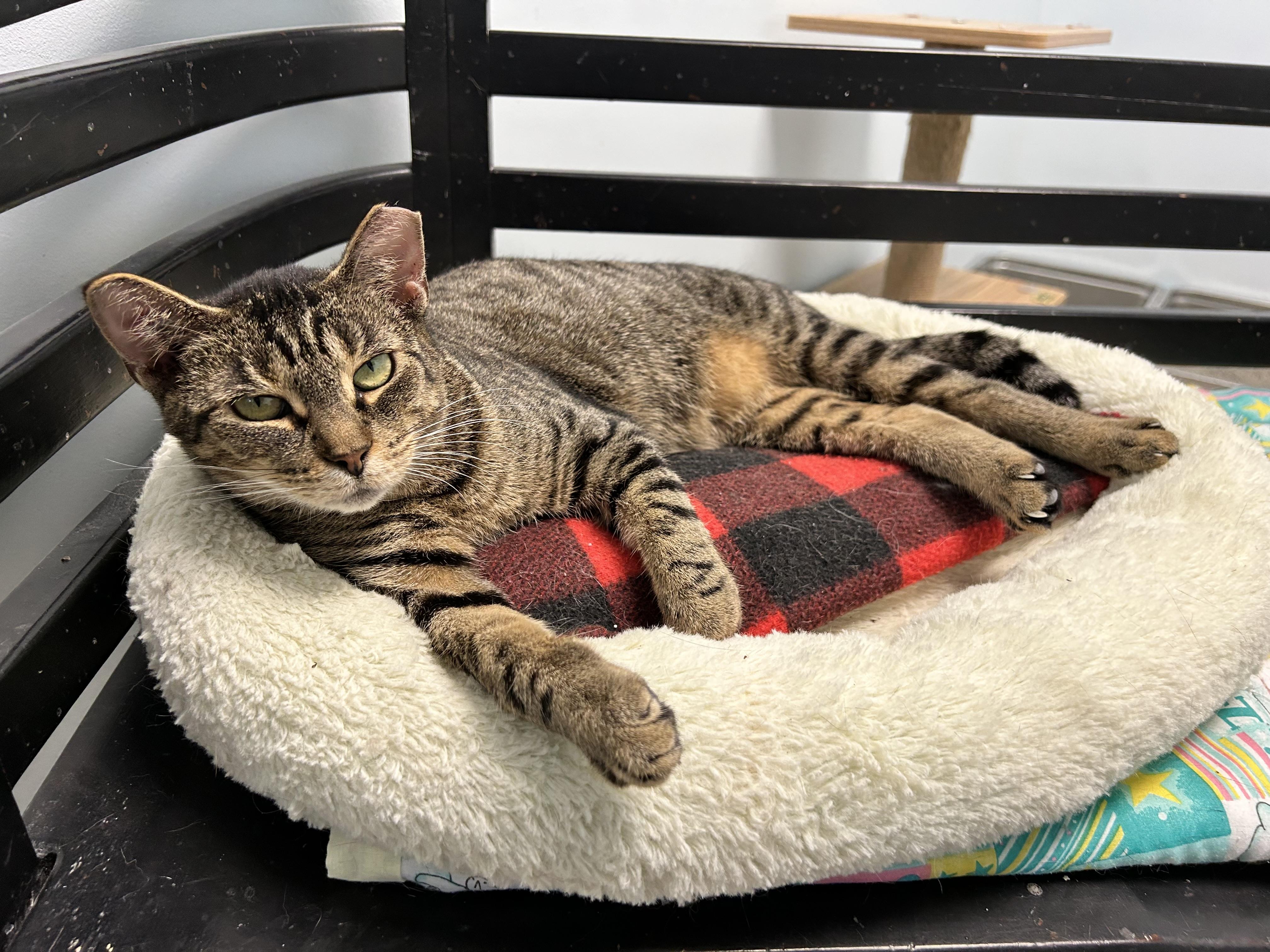 Sassafras, a ADOPTABLE Tabby in Grand Rapids, MI image 6/6