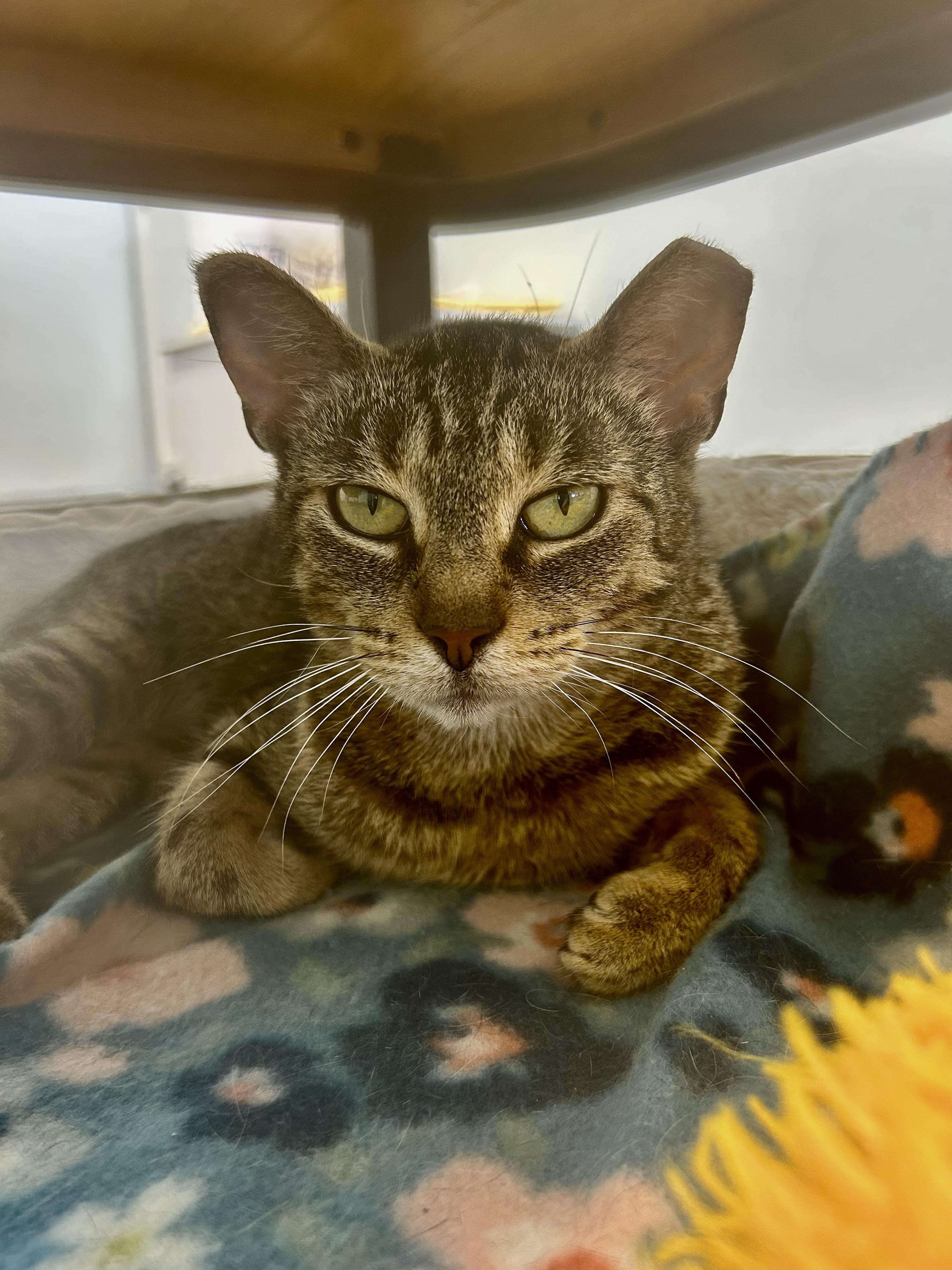 Sassafras, ADOPTABLE, Adult Female Tabby.