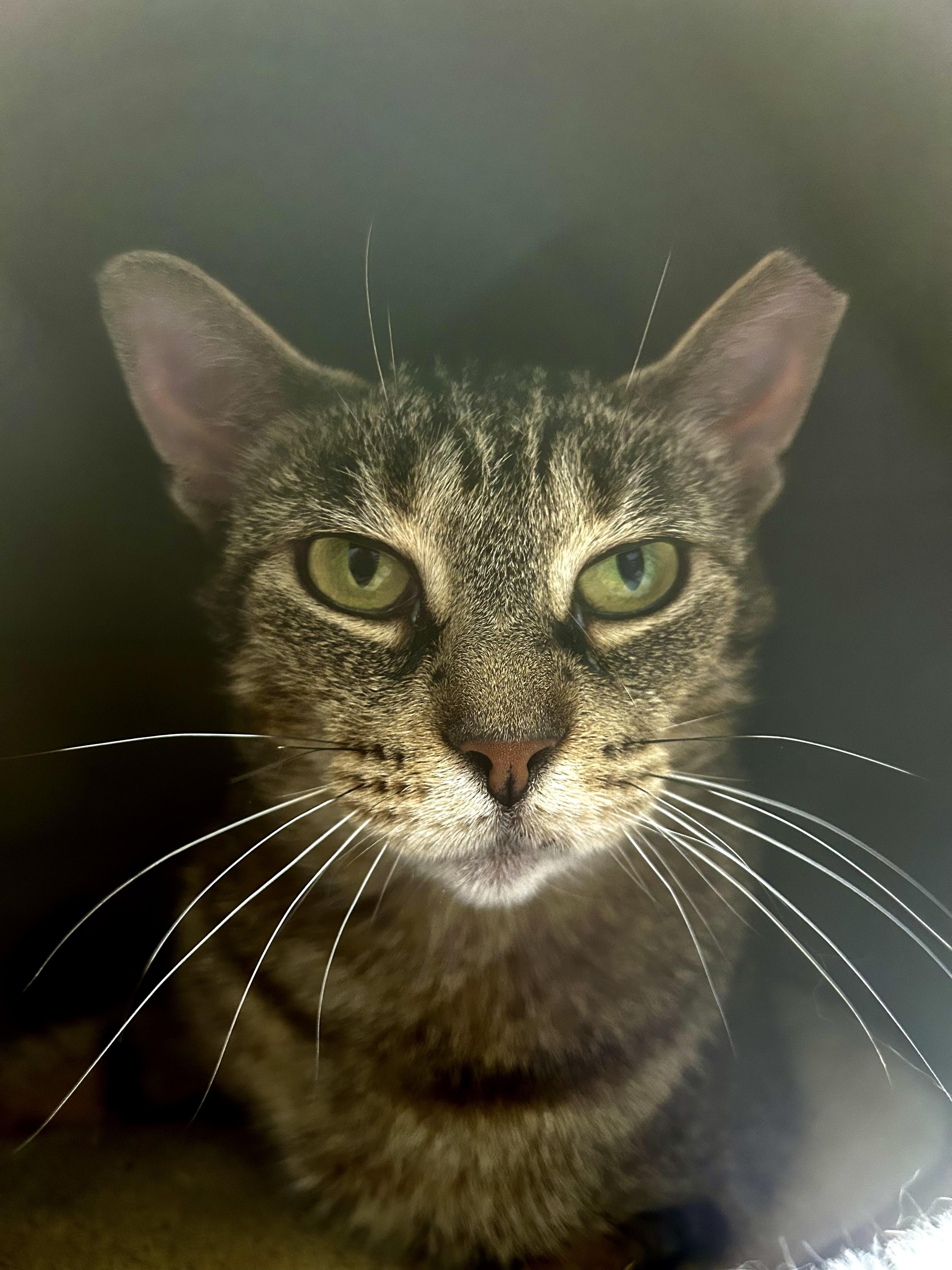 Enlarge Sassafras, a ADOPTABLE Tabby in Grand Rapids, MI image 6/6