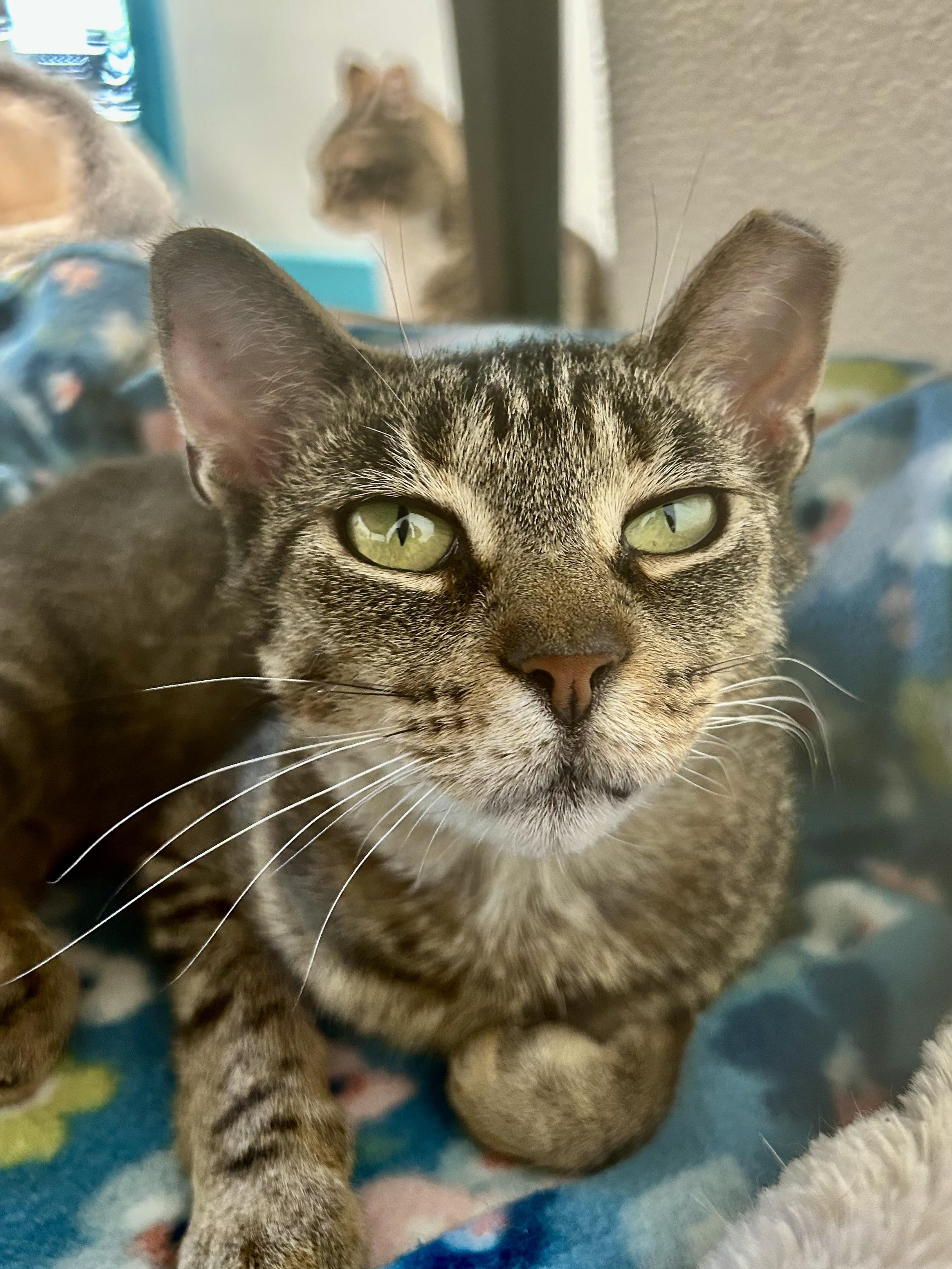 Enlarge Sassafras, a ADOPTABLE Tabby in Grand Rapids, MI image 1/6