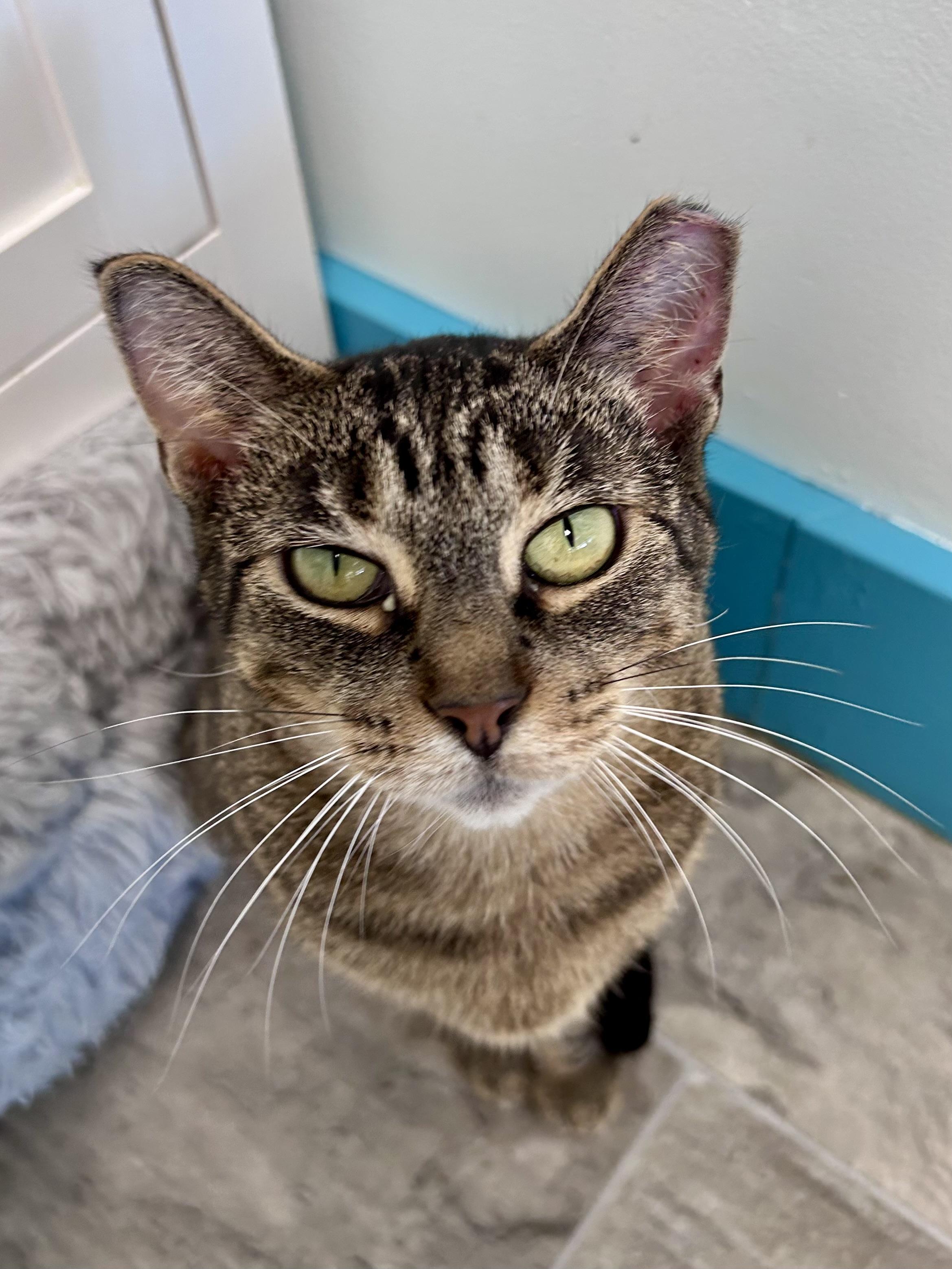 Sassafras, ADOPTABLE, Adult Female Tabby.
