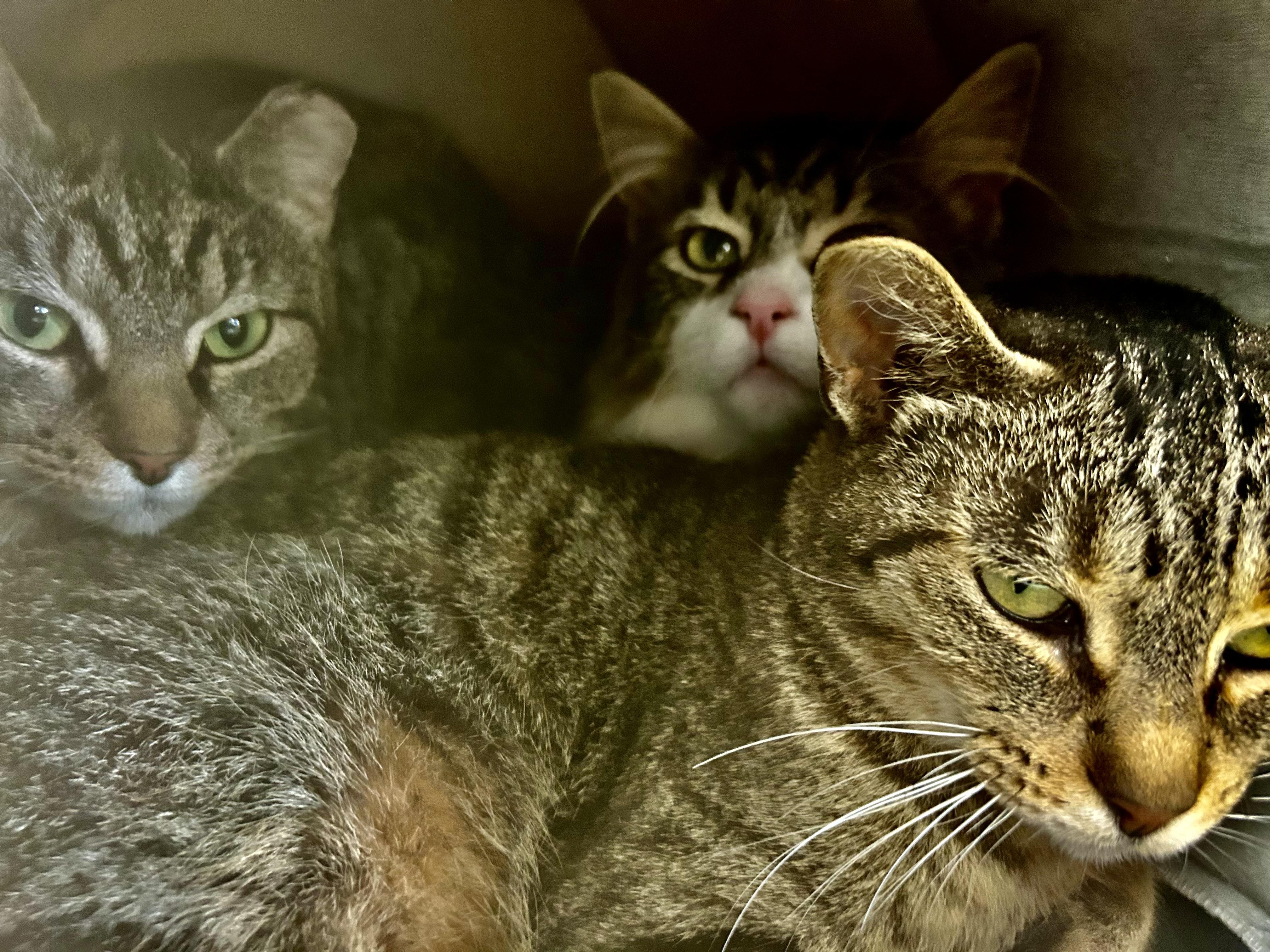 Enlarge Sassafras, a ADOPTABLE Tabby in Grand Rapids, MI image 5/6