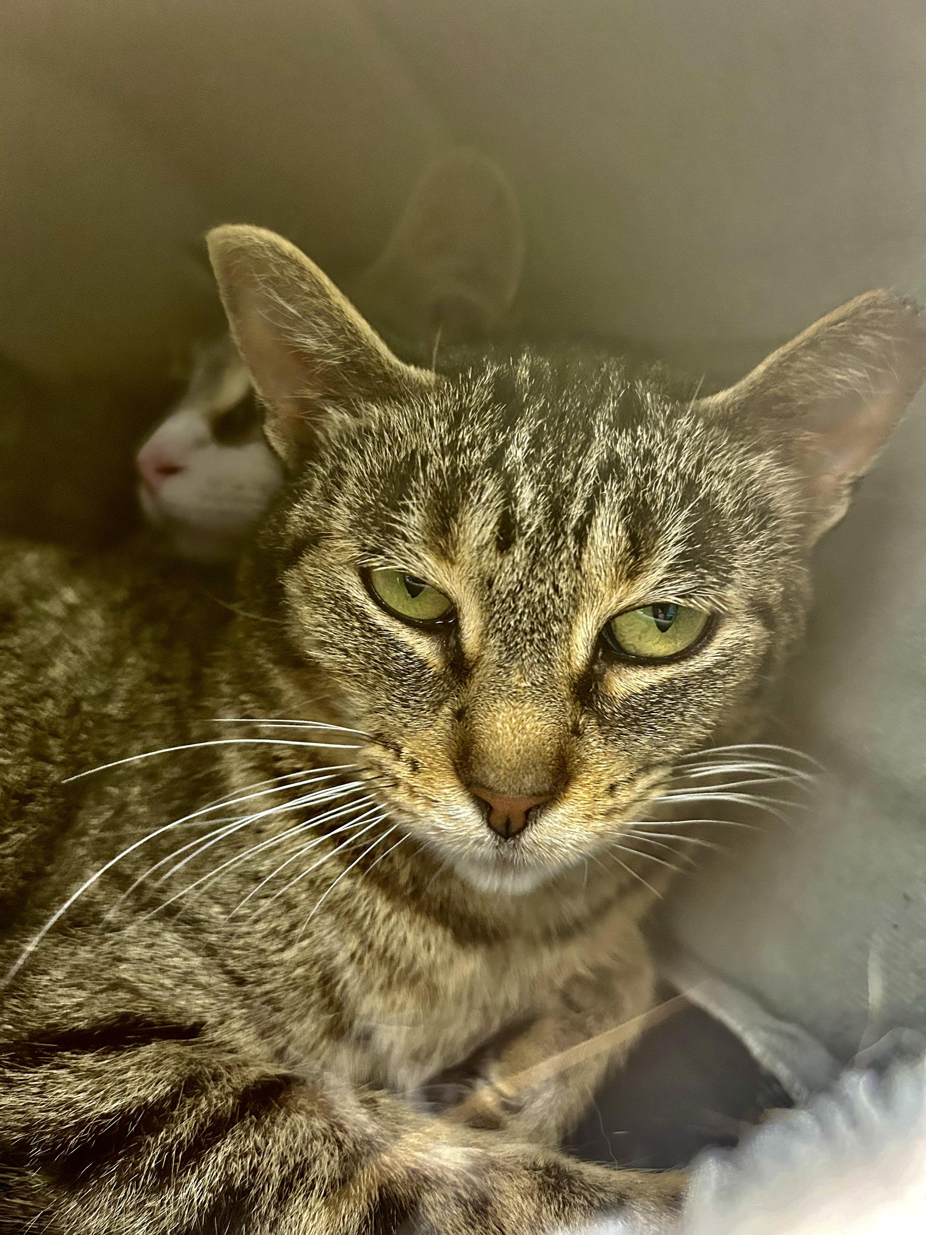 Enlarge Sassafras, a ADOPTABLE Tabby in Grand Rapids, MI image 4/6