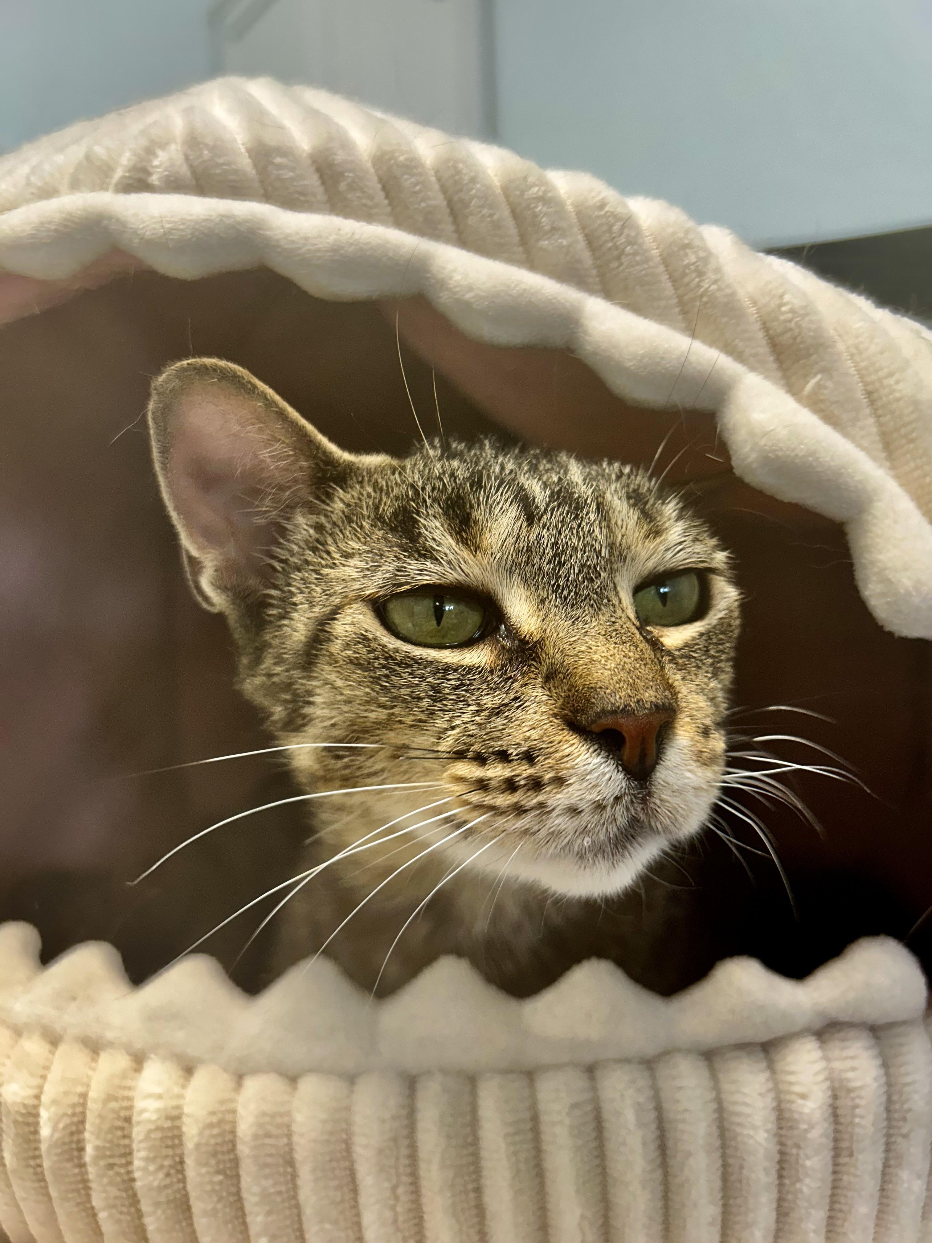 Enlarge Sassafras, a ADOPTABLE Tabby in Grand Rapids, MI image 2/6