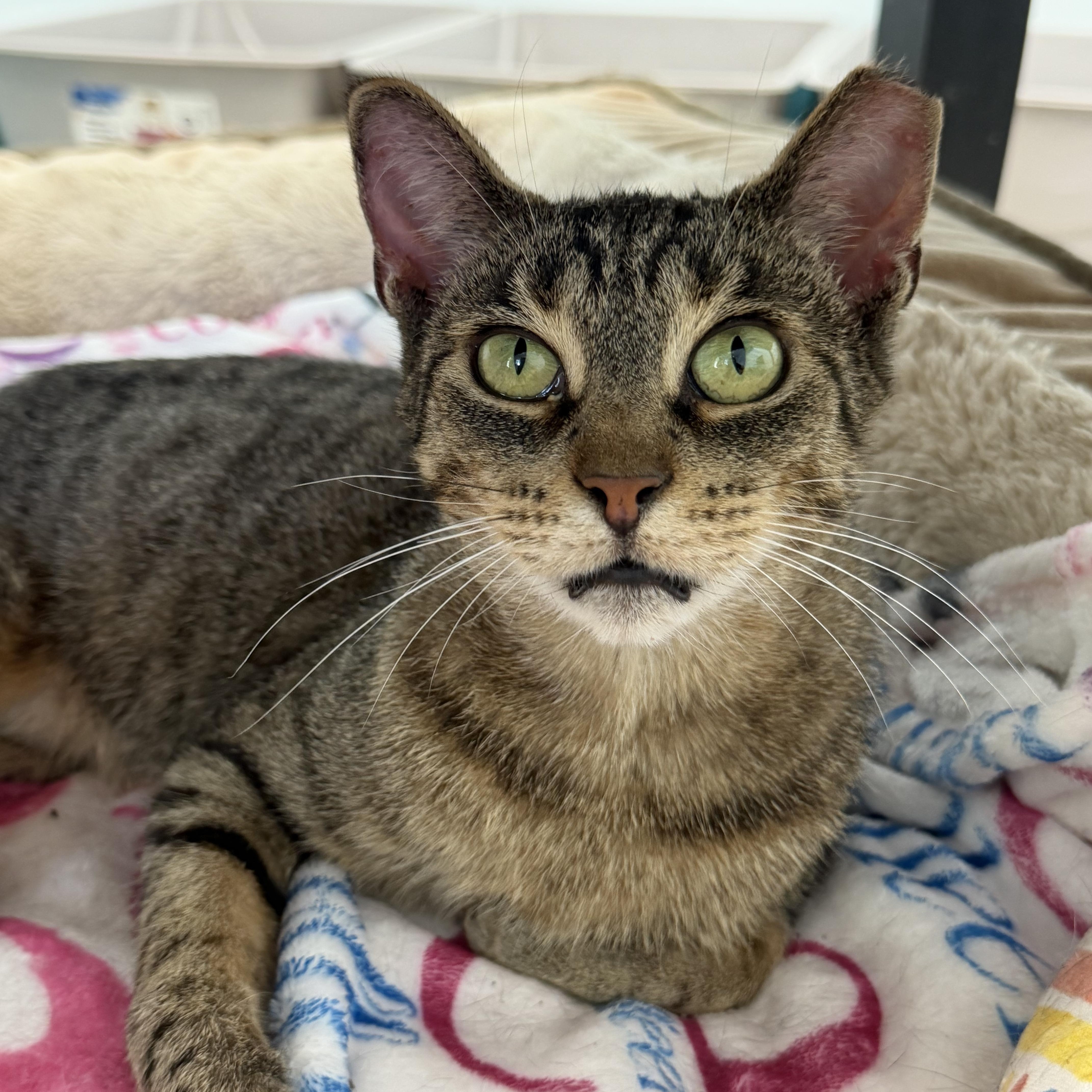 Sassafras, ADOPTABLE, Adult Female Tabby.