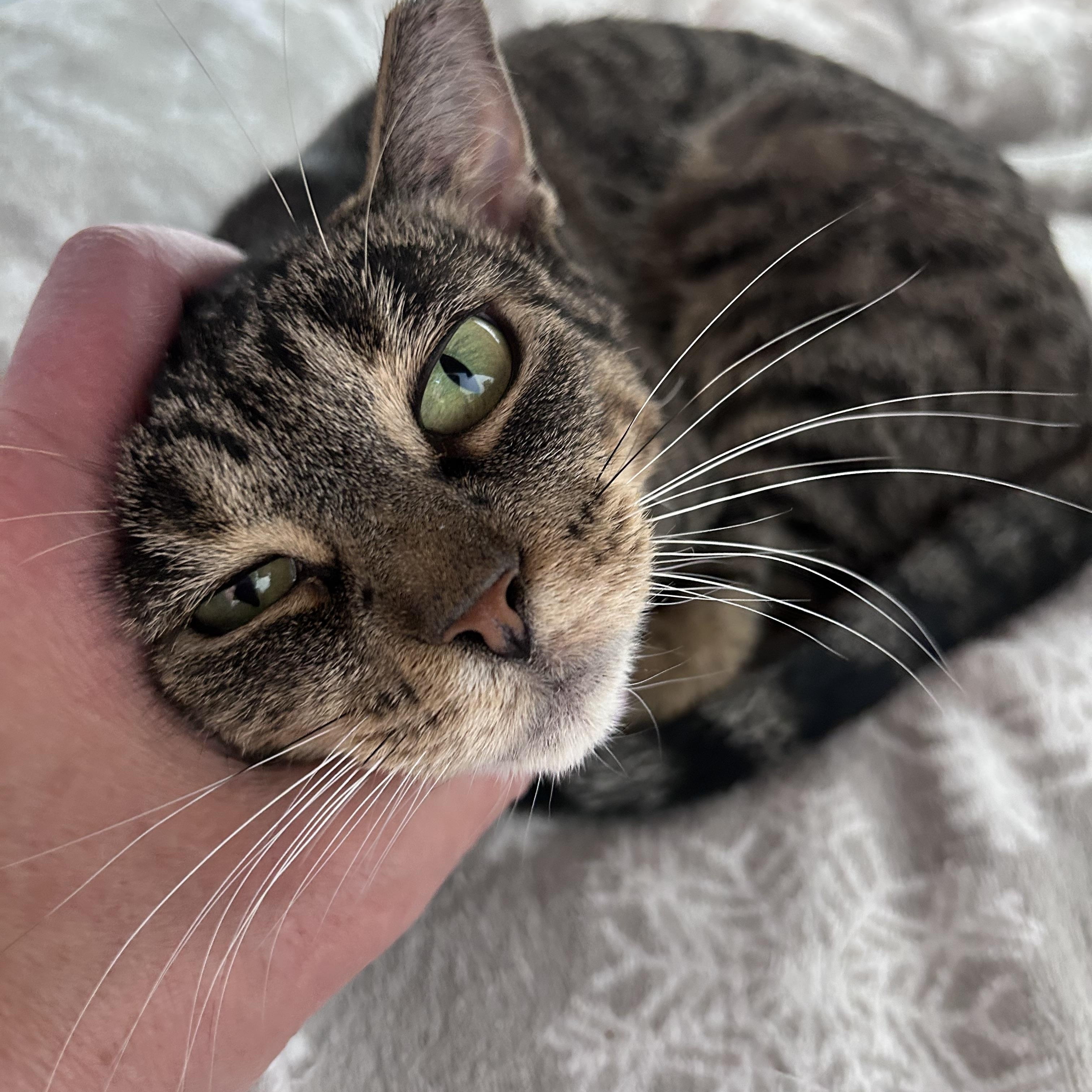 Enlarge Sassafras, a ADOPTABLE Tabby in Grand Rapids, MI image 6/6