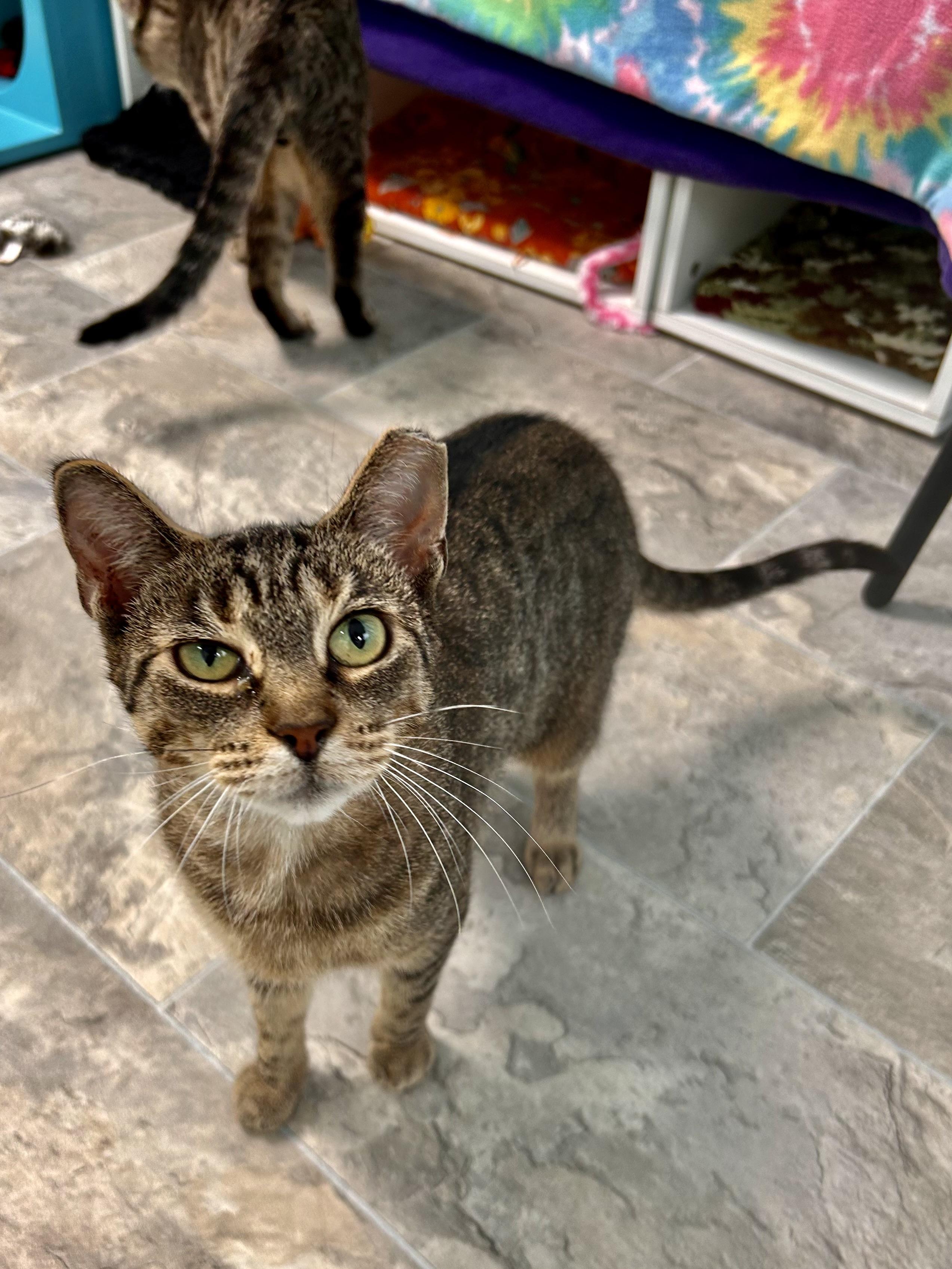Enlarge Sassafras, a ADOPTABLE Tabby in Grand Rapids, MI image 6/6