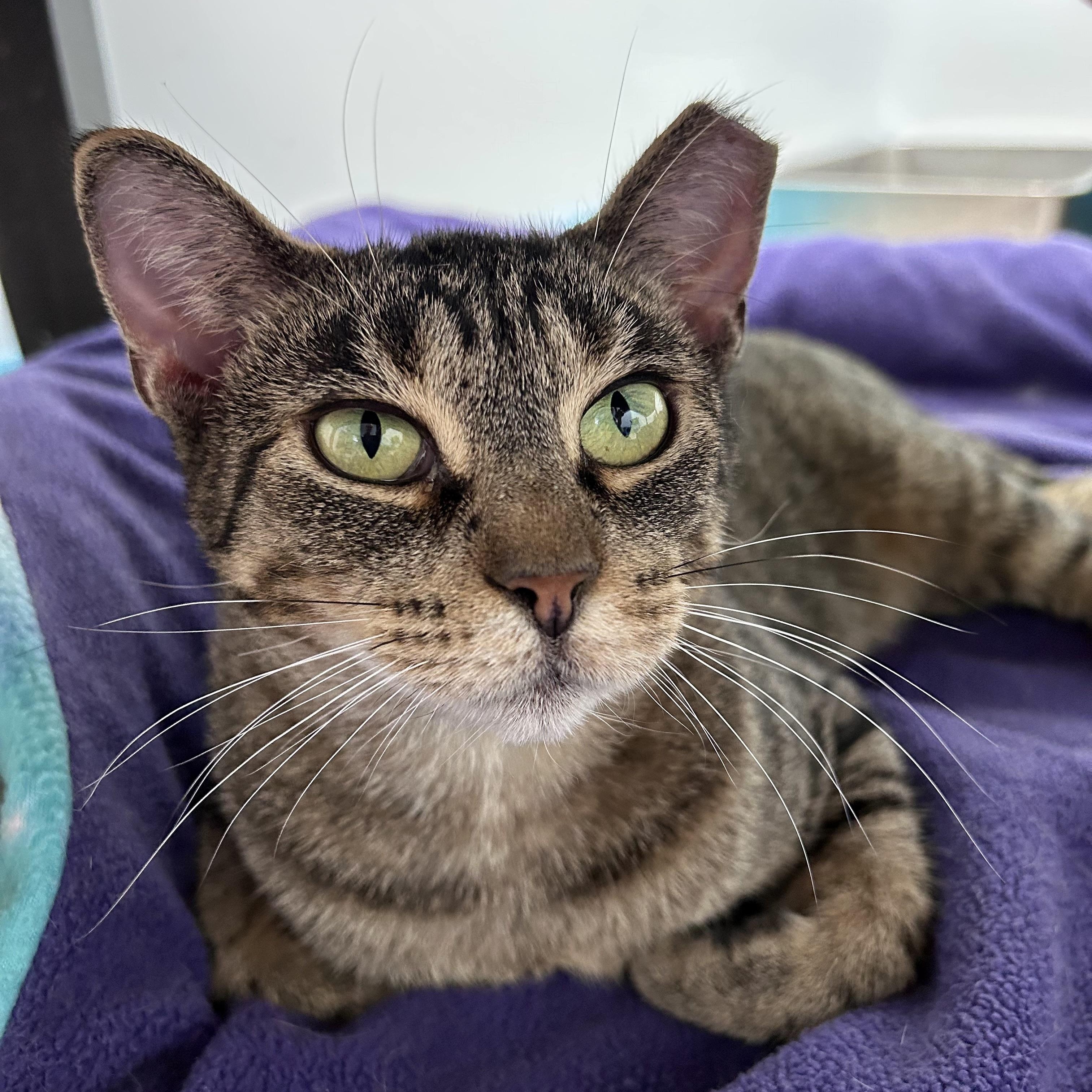 Sassafras, ADOPTABLE, Adult Female Tabby.