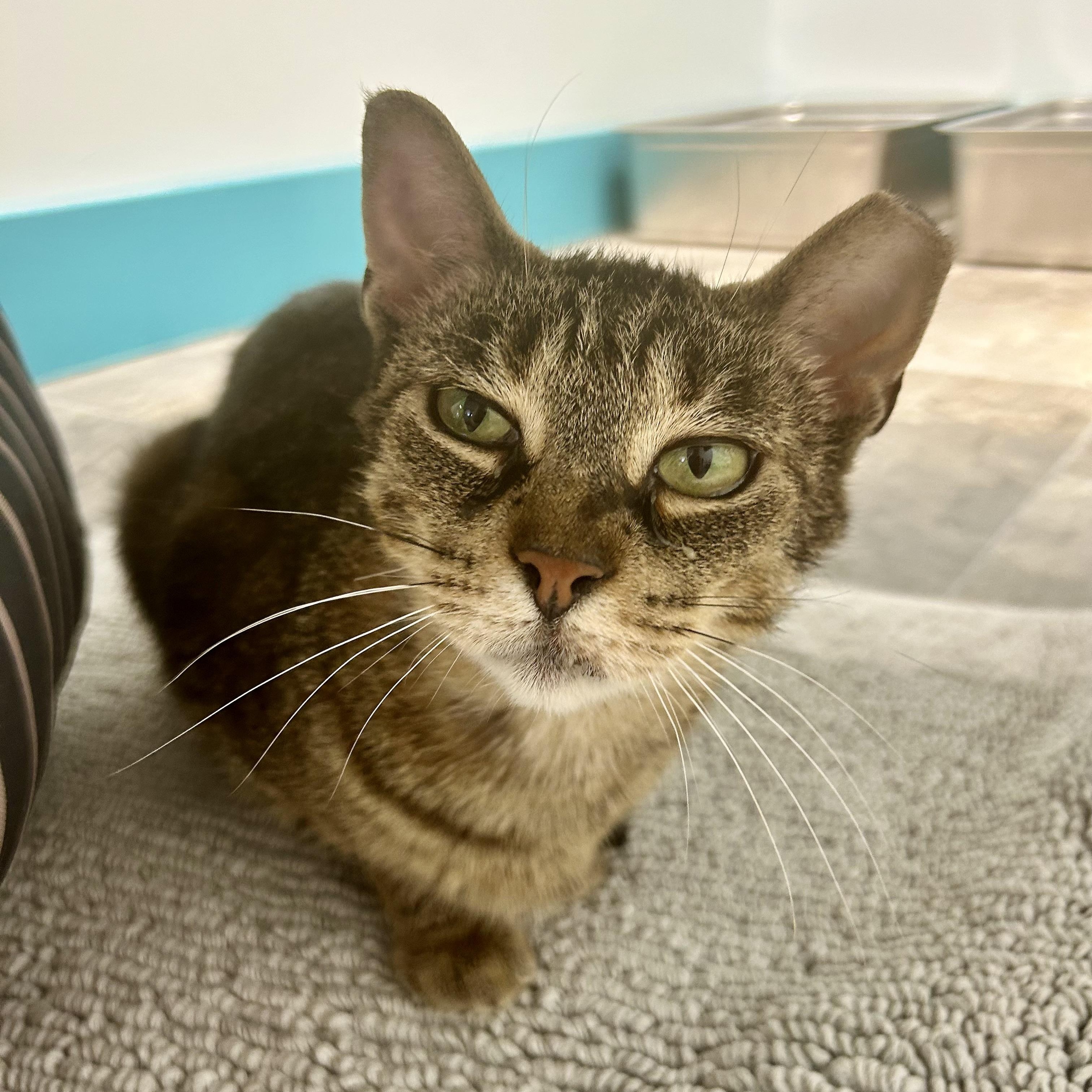 Enlarge Sassafras, a ADOPTABLE Tabby in Grand Rapids, MI image 3/6
