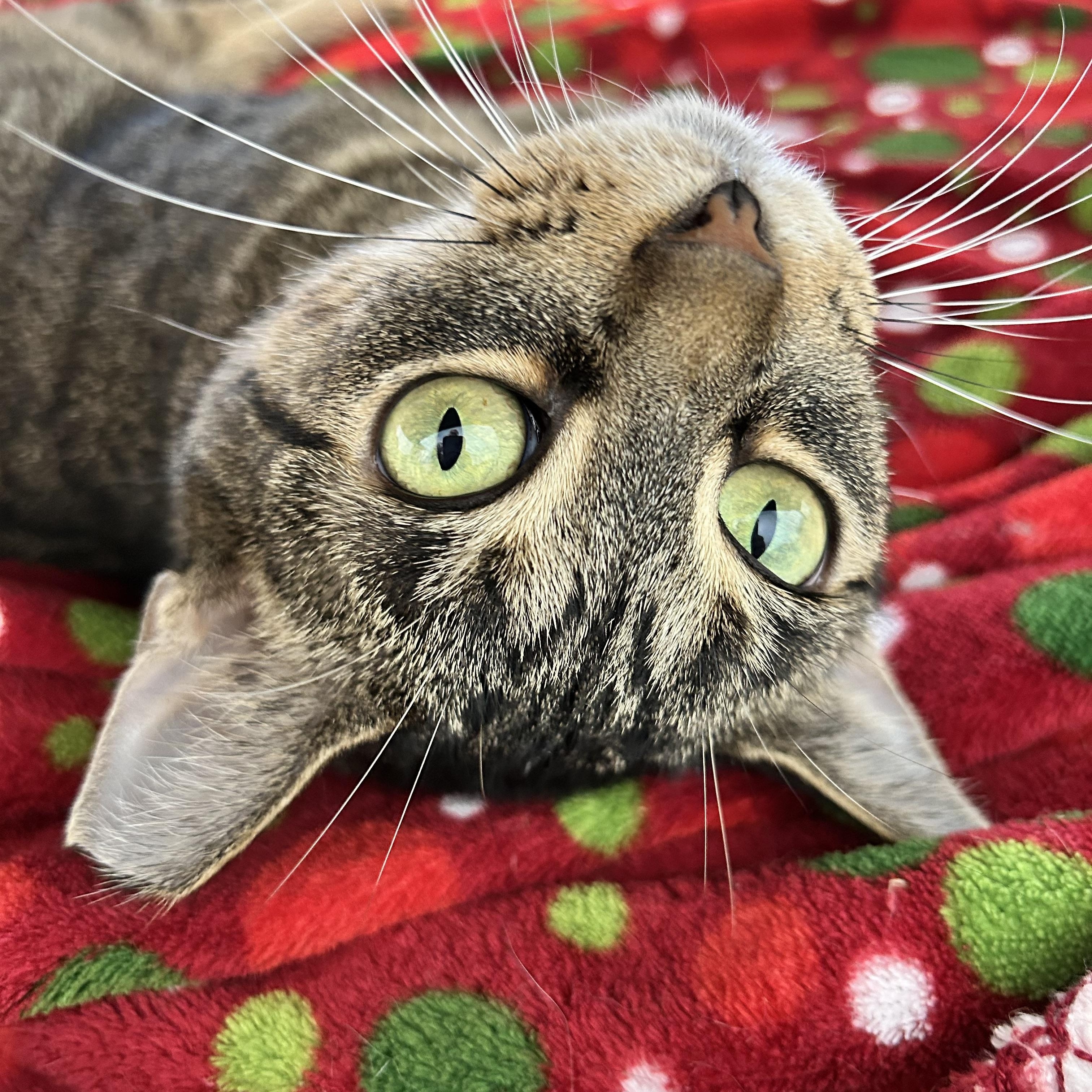 Enlarge Sassafras, a ADOPTABLE Tabby in Grand Rapids, MI image 6/6