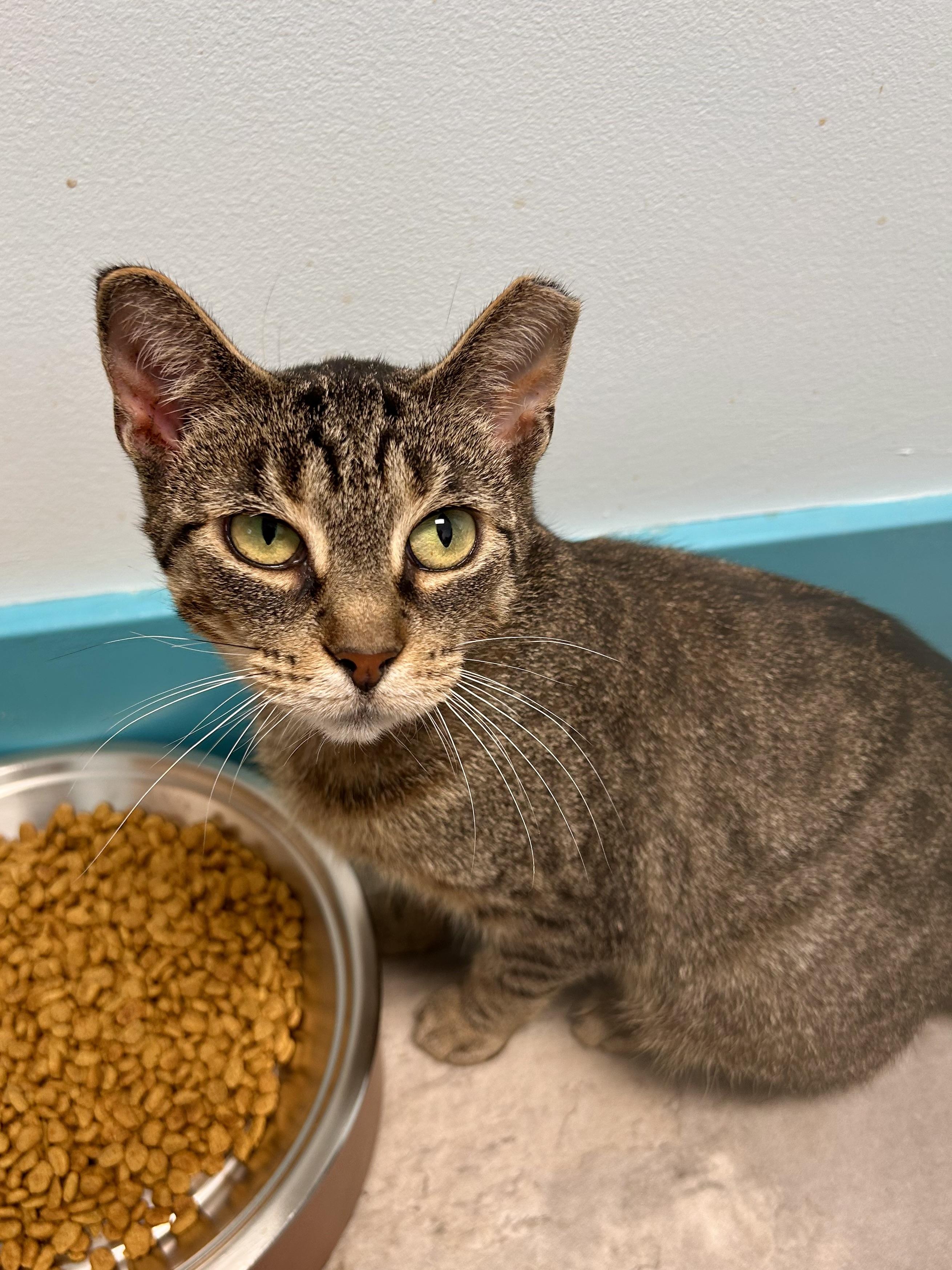 Enlarge Sassafras, a ADOPTABLE Tabby in Grand Rapids, MI image 4/6