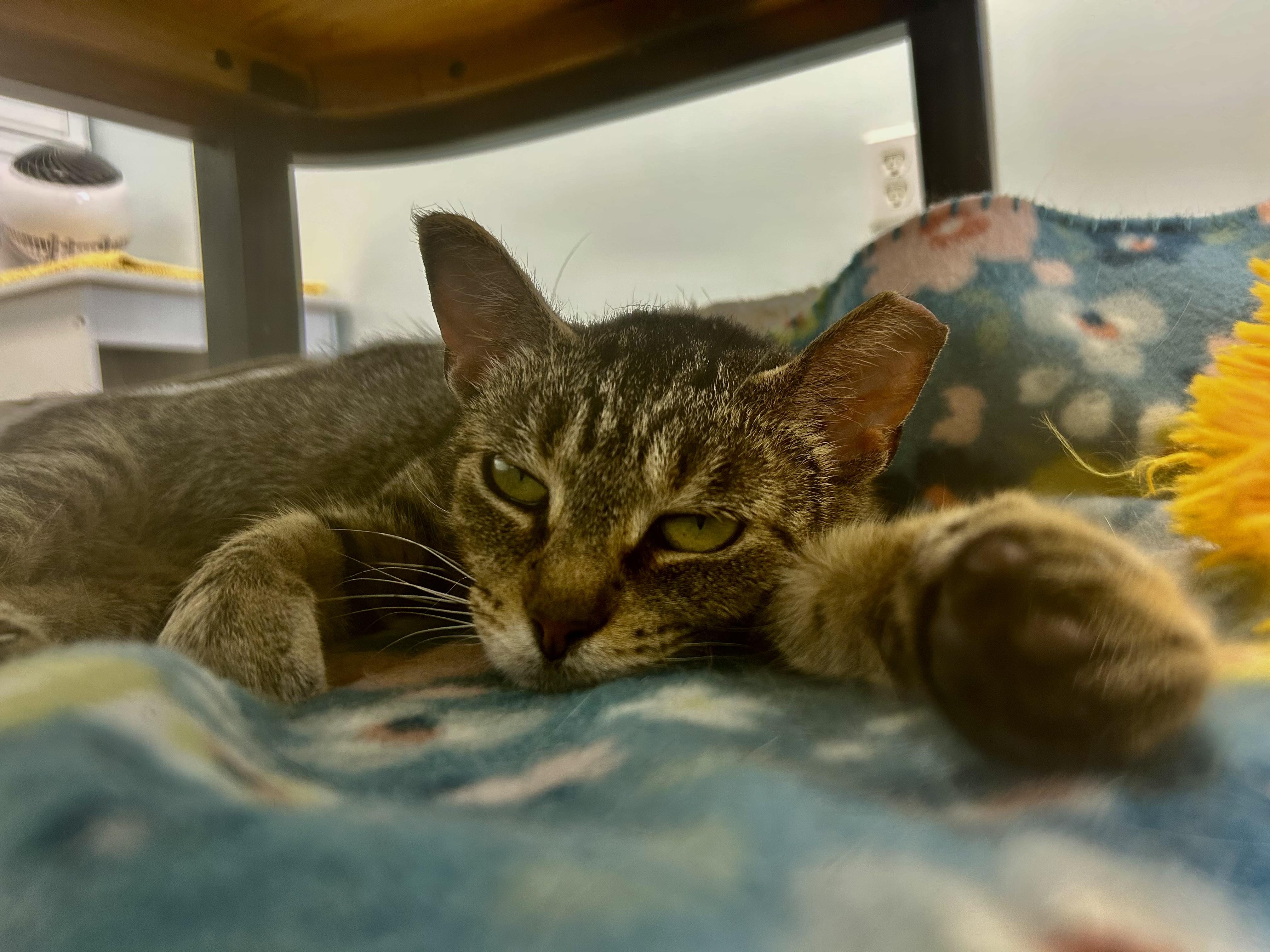 Enlarge Sassafras, a ADOPTABLE Tabby in Grand Rapids, MI image 6/6