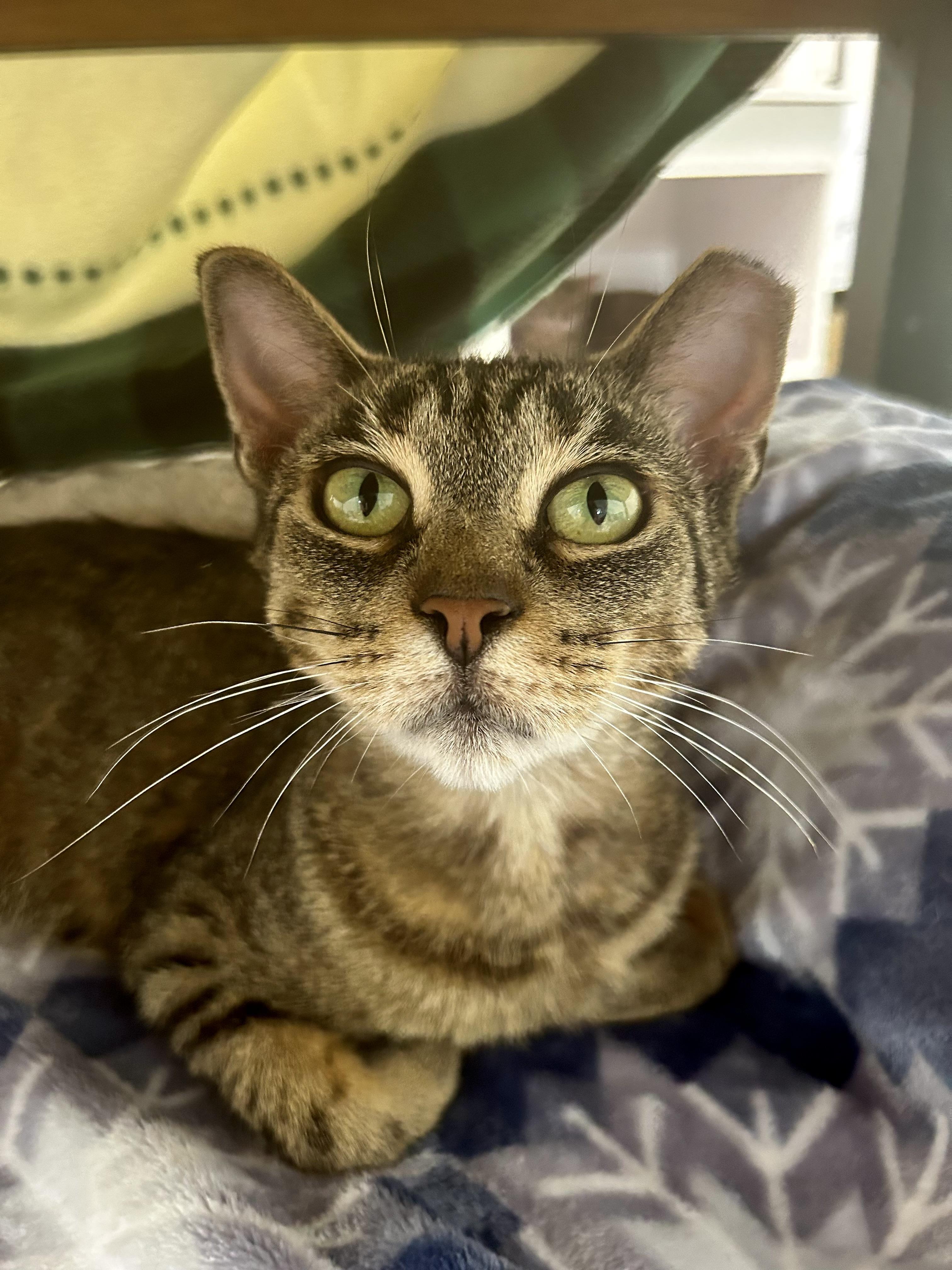 Enlarge Sassafras, a ADOPTABLE Tabby in Grand Rapids, MI image 5/6