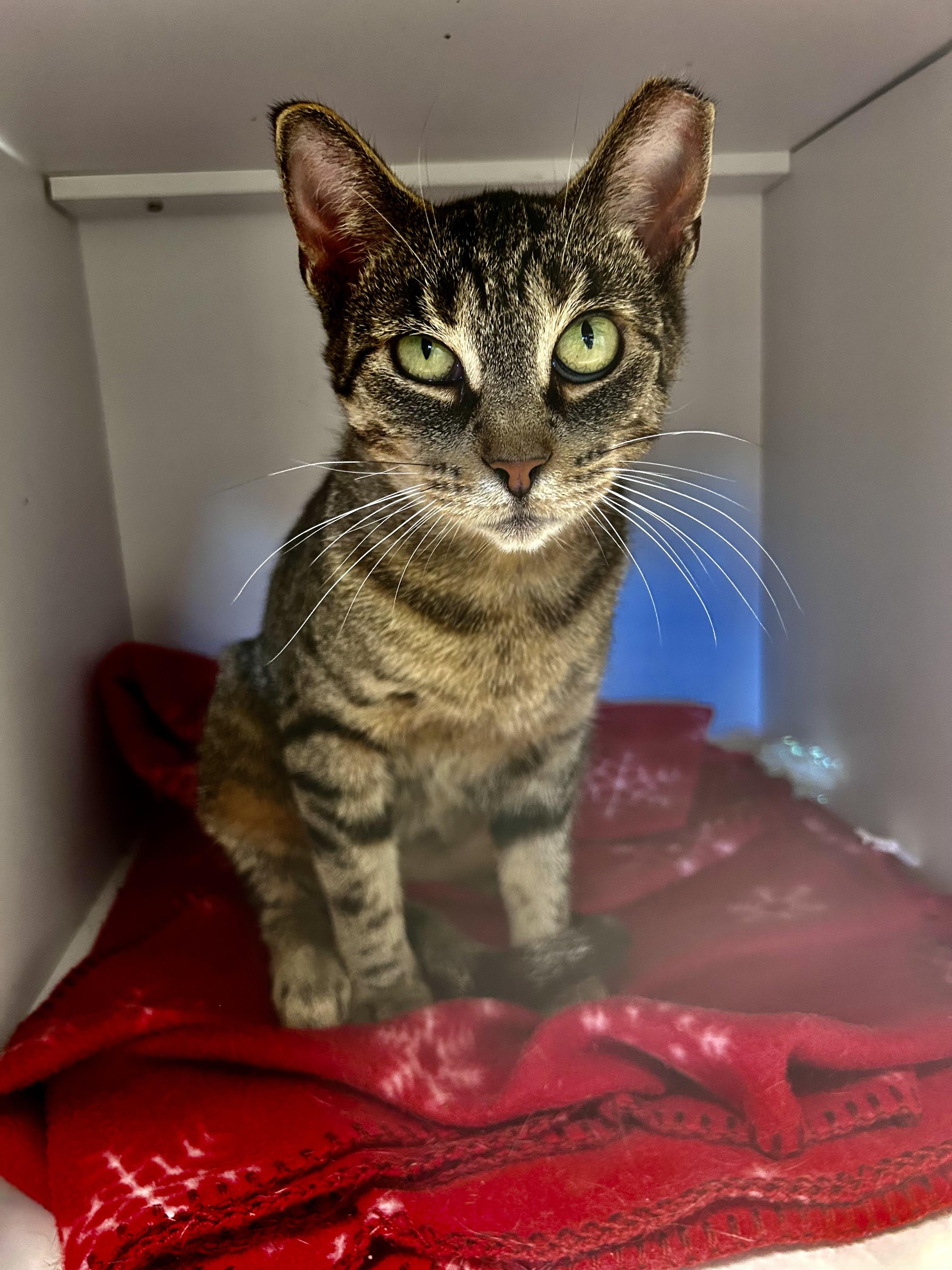 Enlarge Sassafras, a ADOPTABLE Tabby in Grand Rapids, MI image 2/6