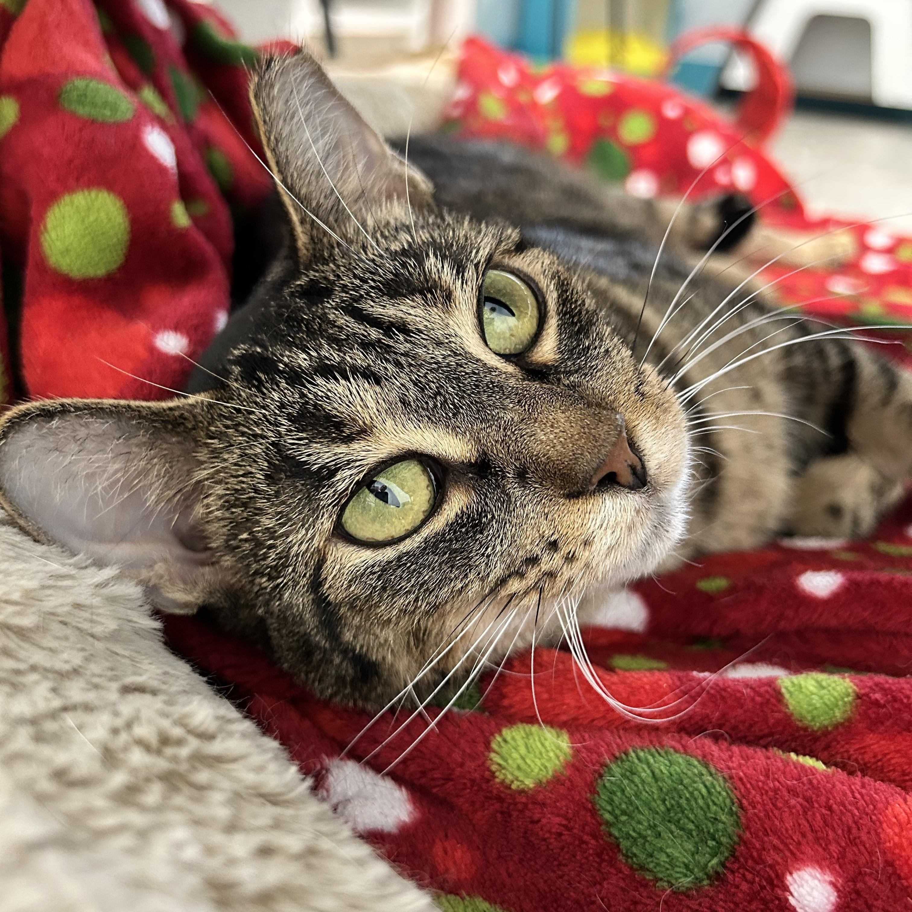 Sassafras, ADOPTABLE, Adult Female Tabby.