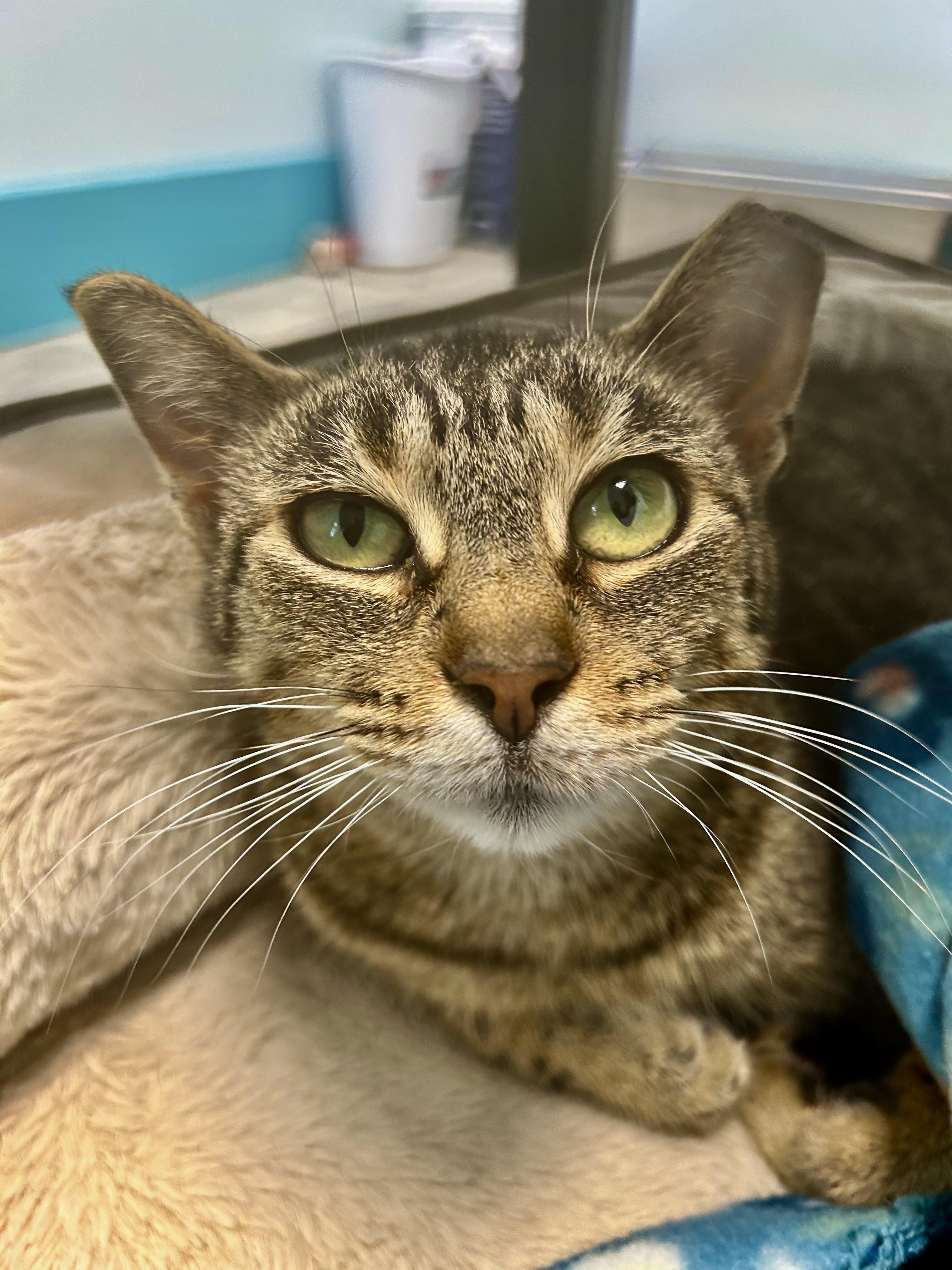 Enlarge Sassafras, a ADOPTABLE Tabby in Grand Rapids, MI image 2/6