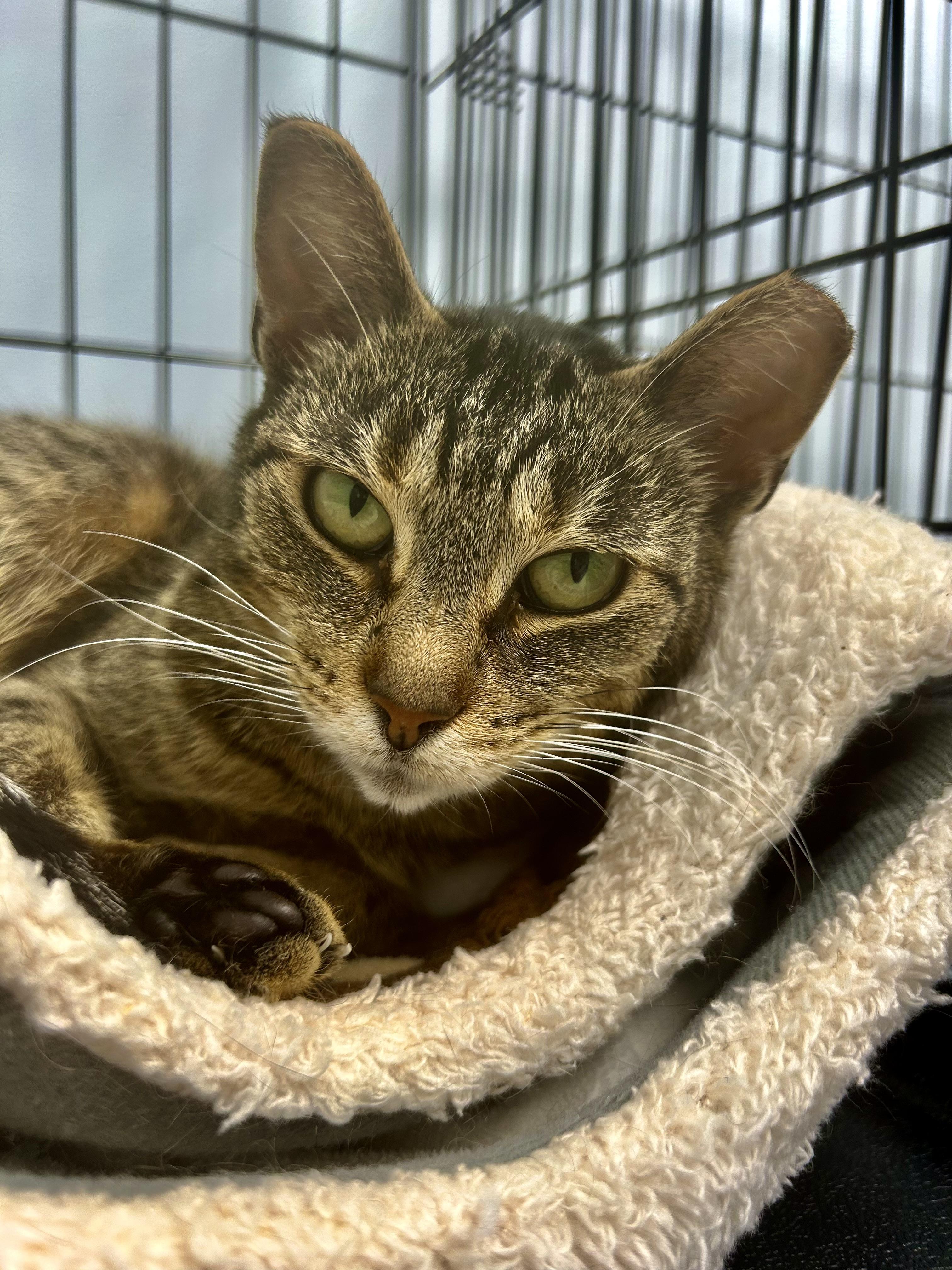 Enlarge Sassafras, a ADOPTABLE Tabby in Grand Rapids, MI image 3/6