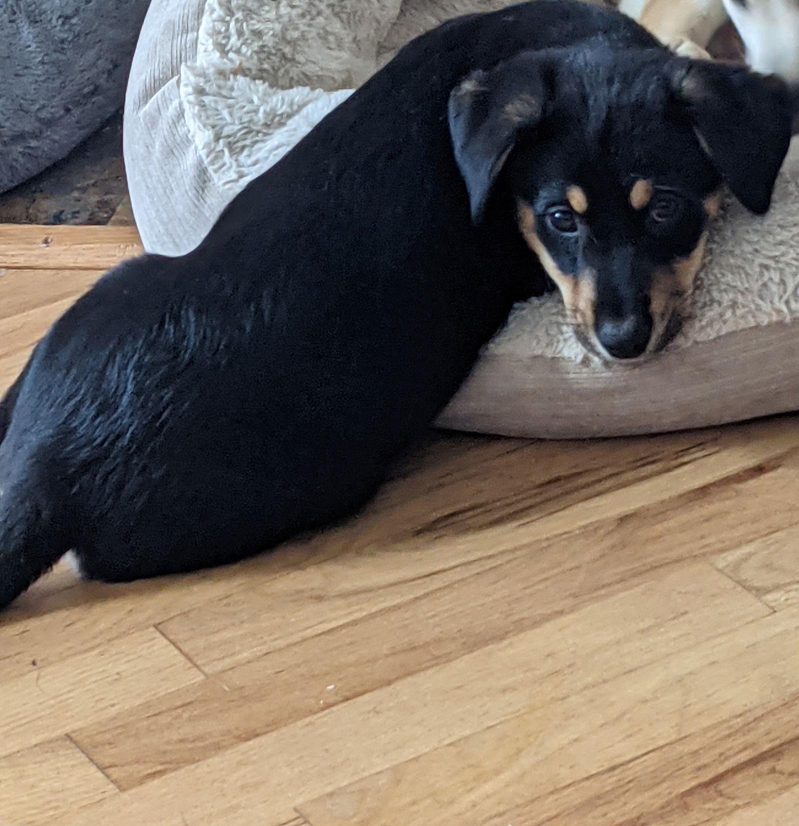 Coco, Adopted, Puppy Female Labrador Retriever.