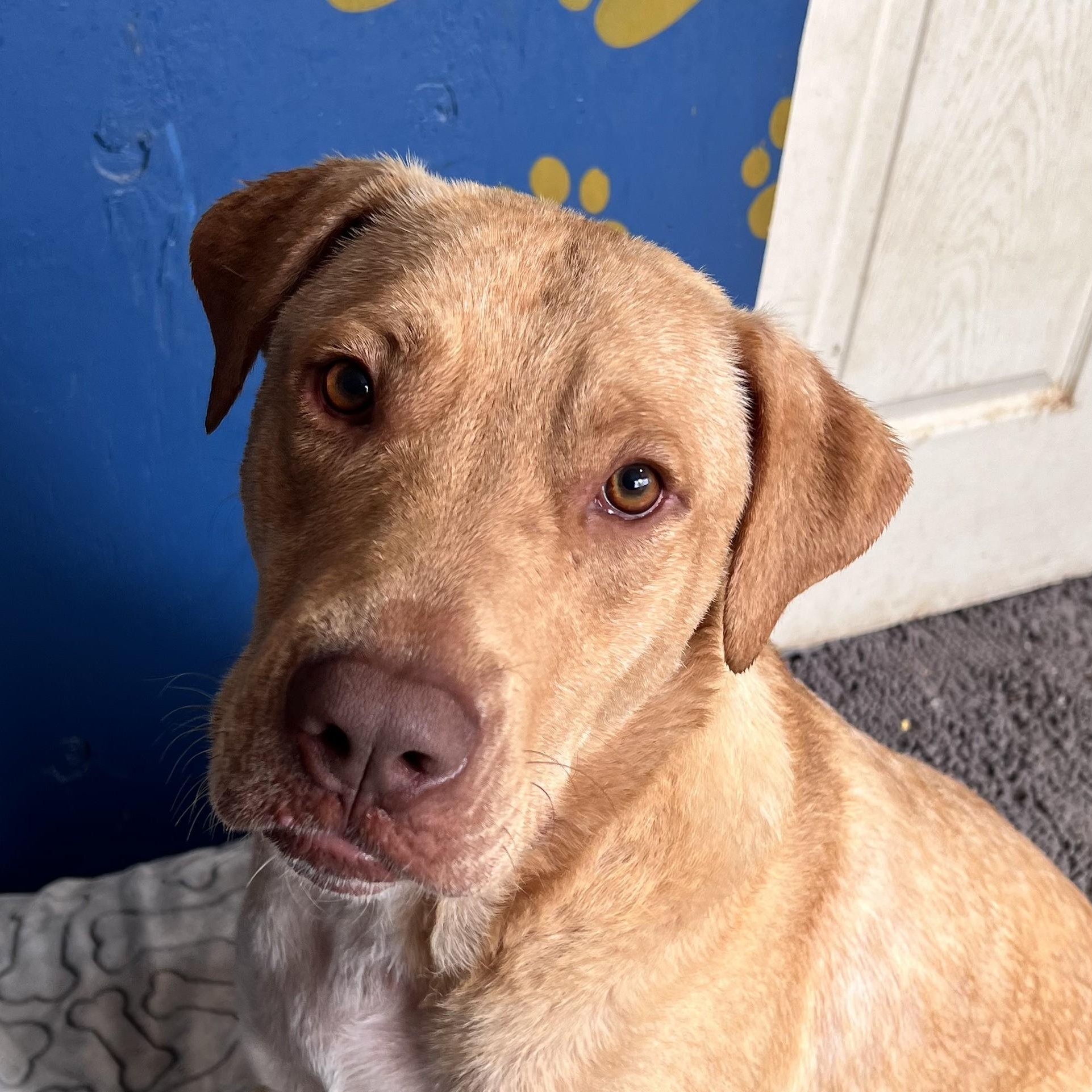 Cade Class — thumbnail 3