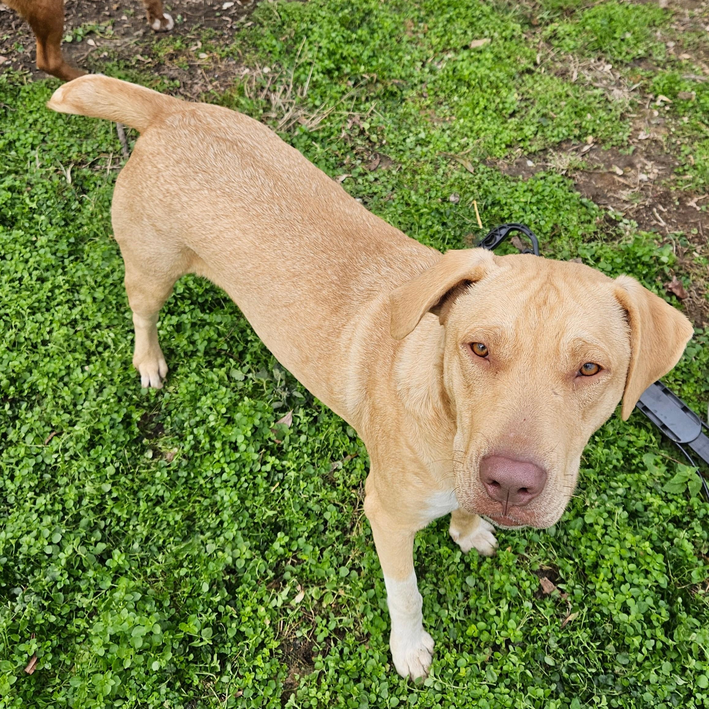 Cade Class — thumbnail 4