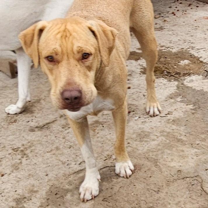 Cade Class — thumbnail 6