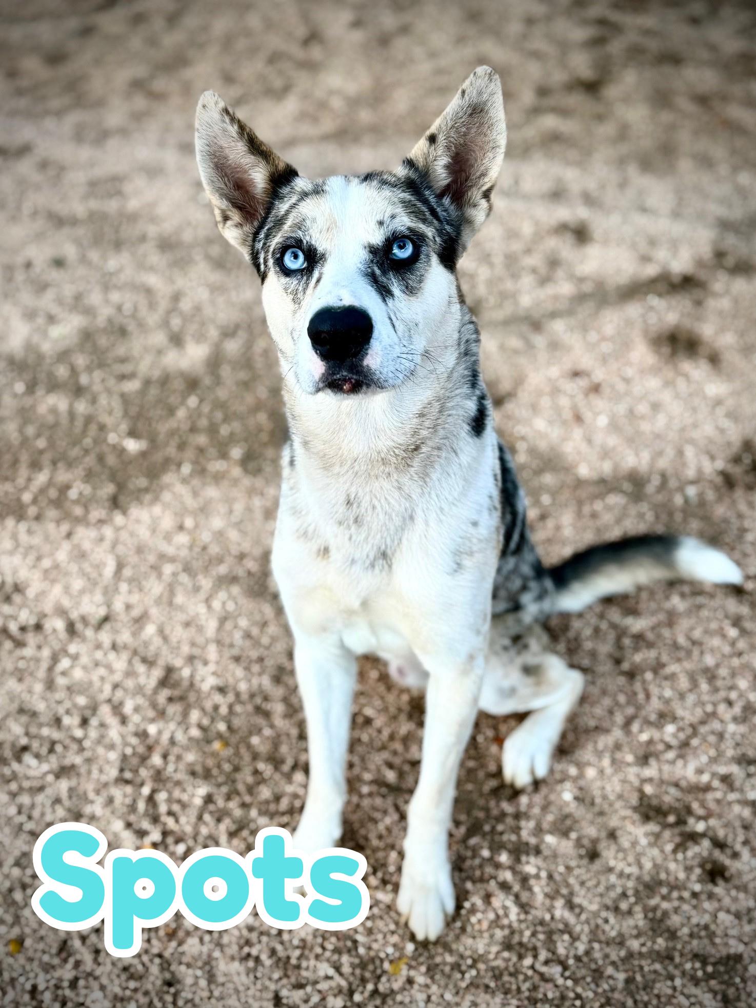 Spots, Adoptable, Adult Male Catahoula Leopard Dog.