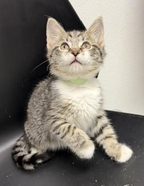 Biscuit, Adopted, Kitten Male Domestic Short Hair.