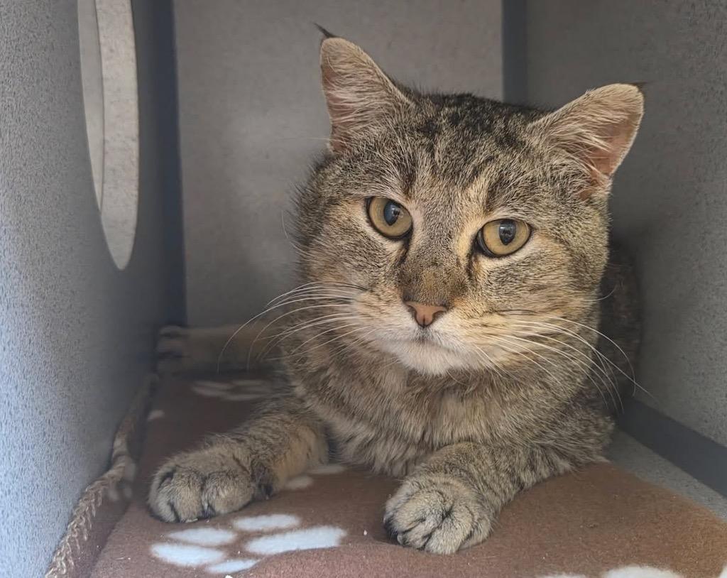 Toebias, Adoptable, Adult Male Domestic Short Hair.