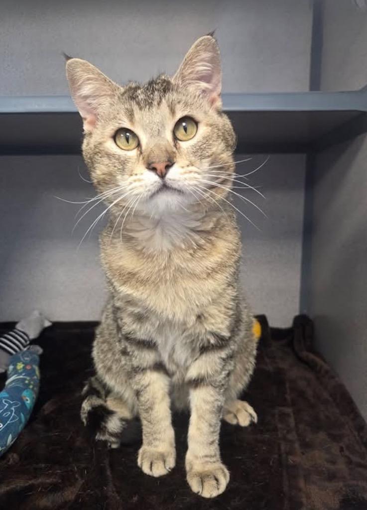 Enlarge Toebias, a Adoptable mixed breed in Liverpool, NY image 2/4