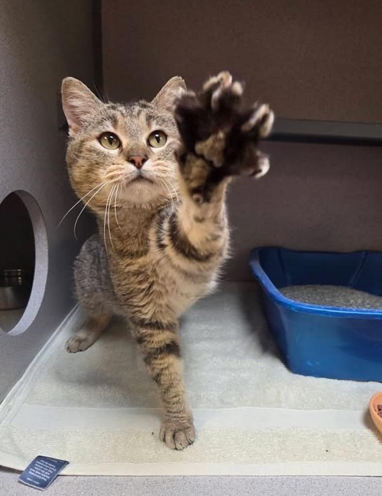 Enlarge Toebias, a Adoptable mixed breed in Liverpool, NY image 3/4