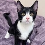 Tux, Adopted, Kitten Male Domestic Short Hair.