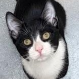 Enlarge Tux, a Adopted Domestic Short Hair in Santa Cruz, CA image 3/3