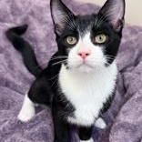 Enlarge Tux, a Adopted Domestic Short Hair in Santa Cruz, CA image 2/3