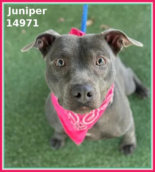 JUNIPER, ADOPTABLE, Adult Female Pit Bull Terrier & American Staffordshire Terrier.