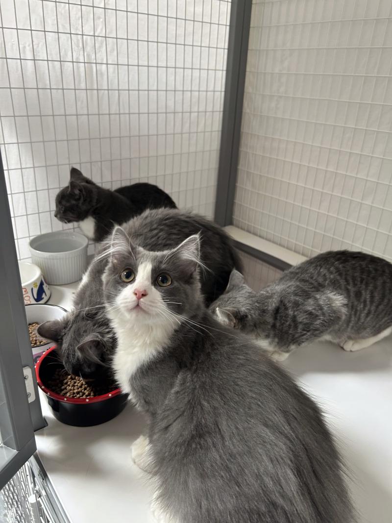 Chunks, Adoptable, Young Male Domestic Long Hair.