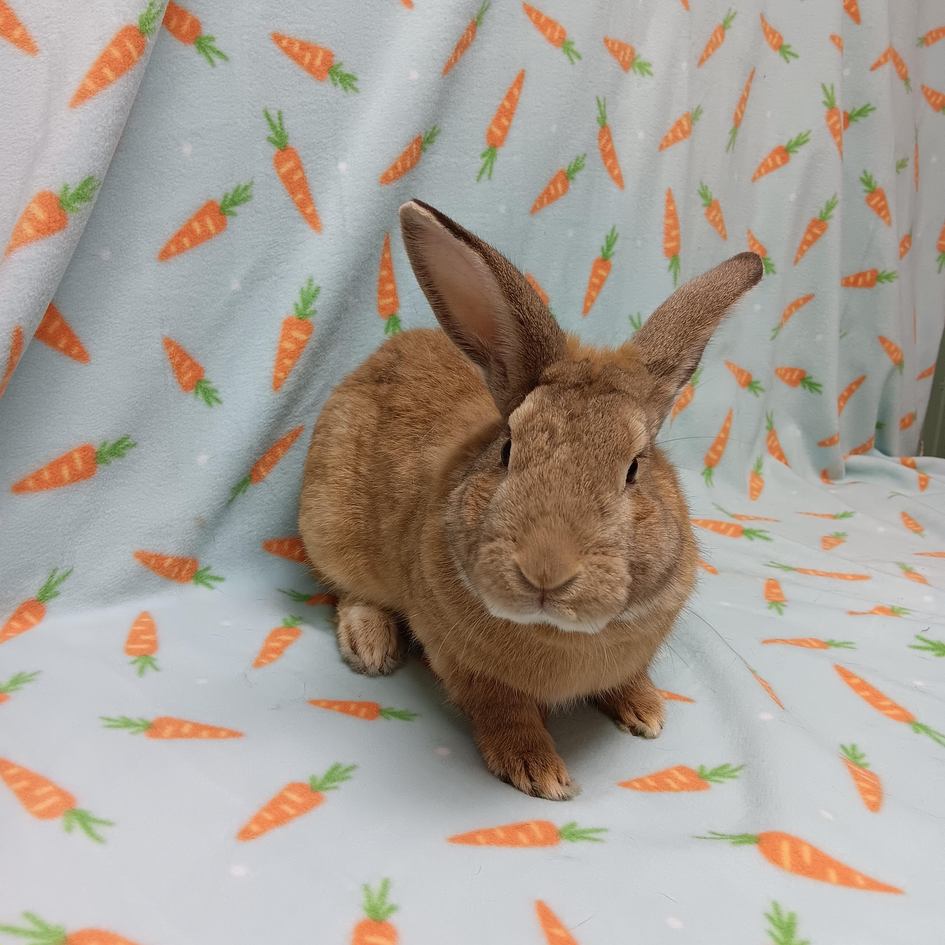 Enlarge Bucco, an adoptable Bunny Rabbit in Harrisburg, PA image 3/4