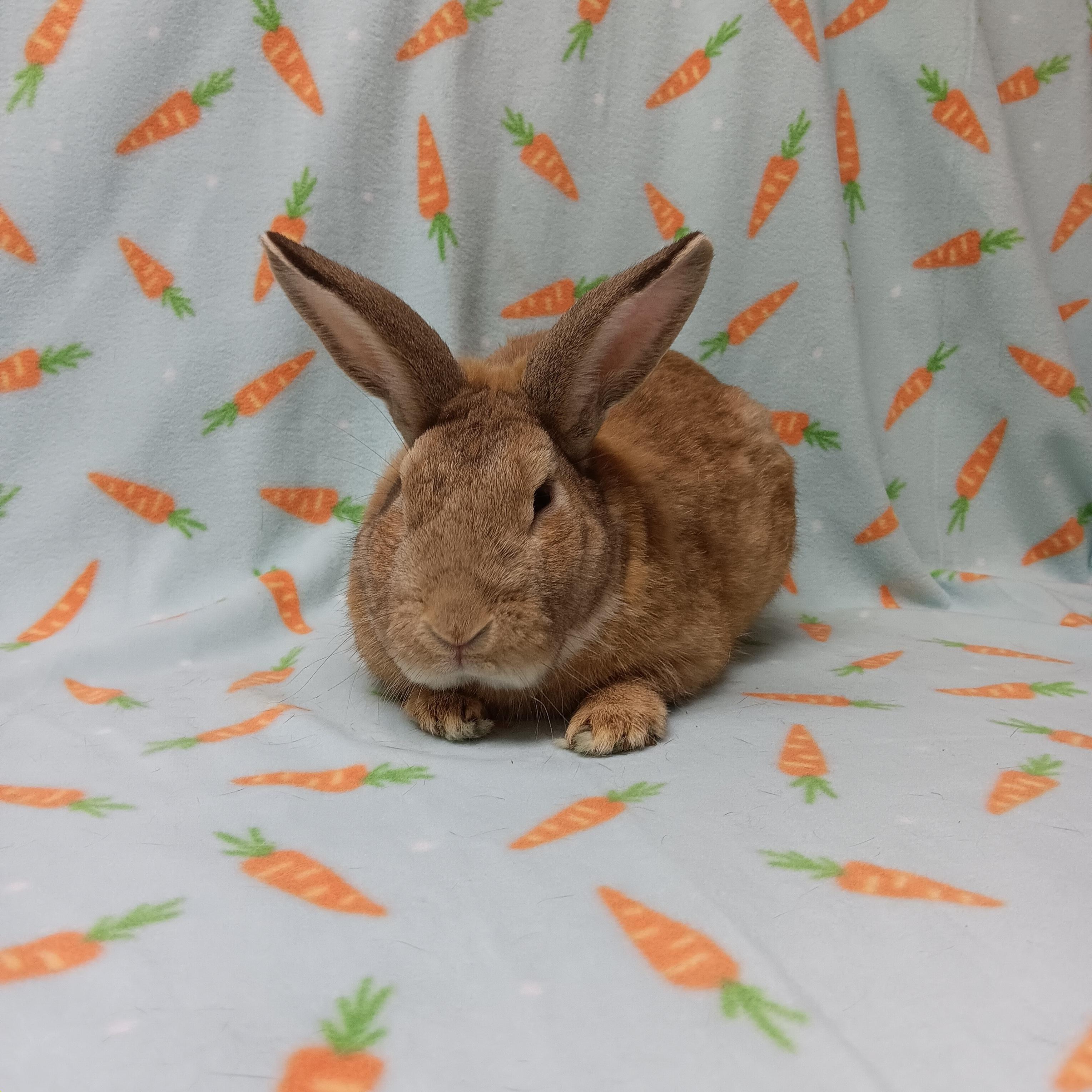 Enlarge Bucco, an adoptable Bunny Rabbit in Harrisburg, PA image 2/4