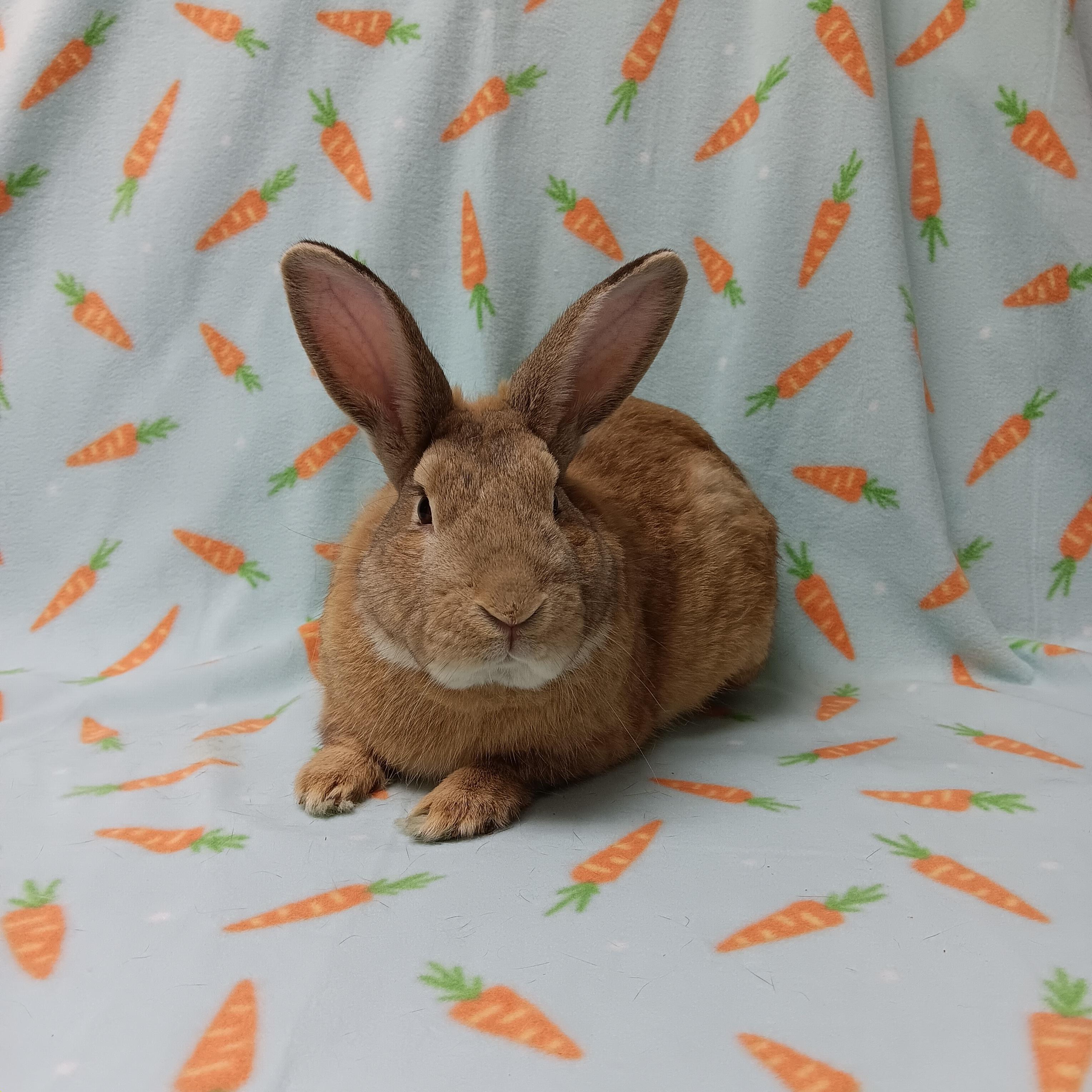 Enlarge Bucco, an adoptable Bunny Rabbit in Harrisburg, PA image 1/4