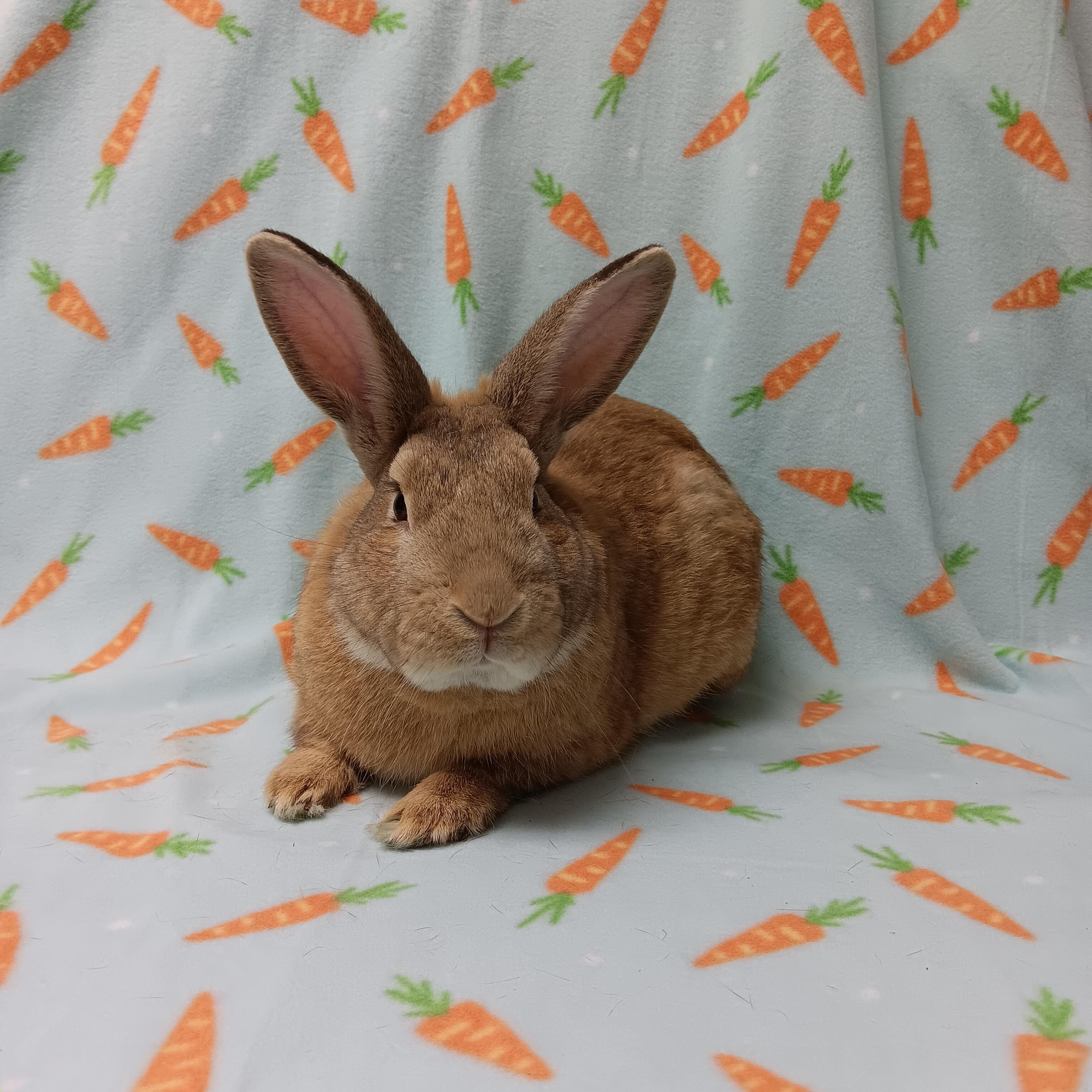 Enlarge Bucco, an adoptable Bunny Rabbit in Harrisburg, PA image 4/4