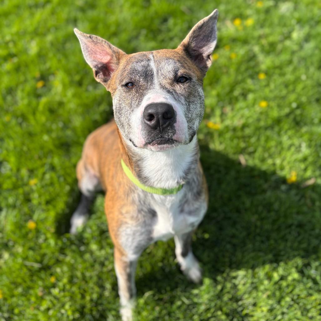 Wagner, Adoptable, Adult Male Mixed Breed.