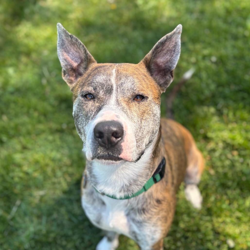 Wagner, a Adoptable Mixed Breed in Brookfield, WI image 2/6