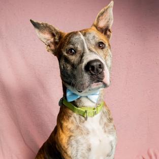 Enlarge Wagner, a Adoptable Mixed Breed in Brookfield, WI image 2/5
