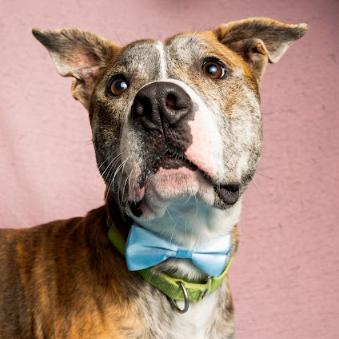 Enlarge Wagner, a Adoptable Mixed Breed in Brookfield, WI image 3/5