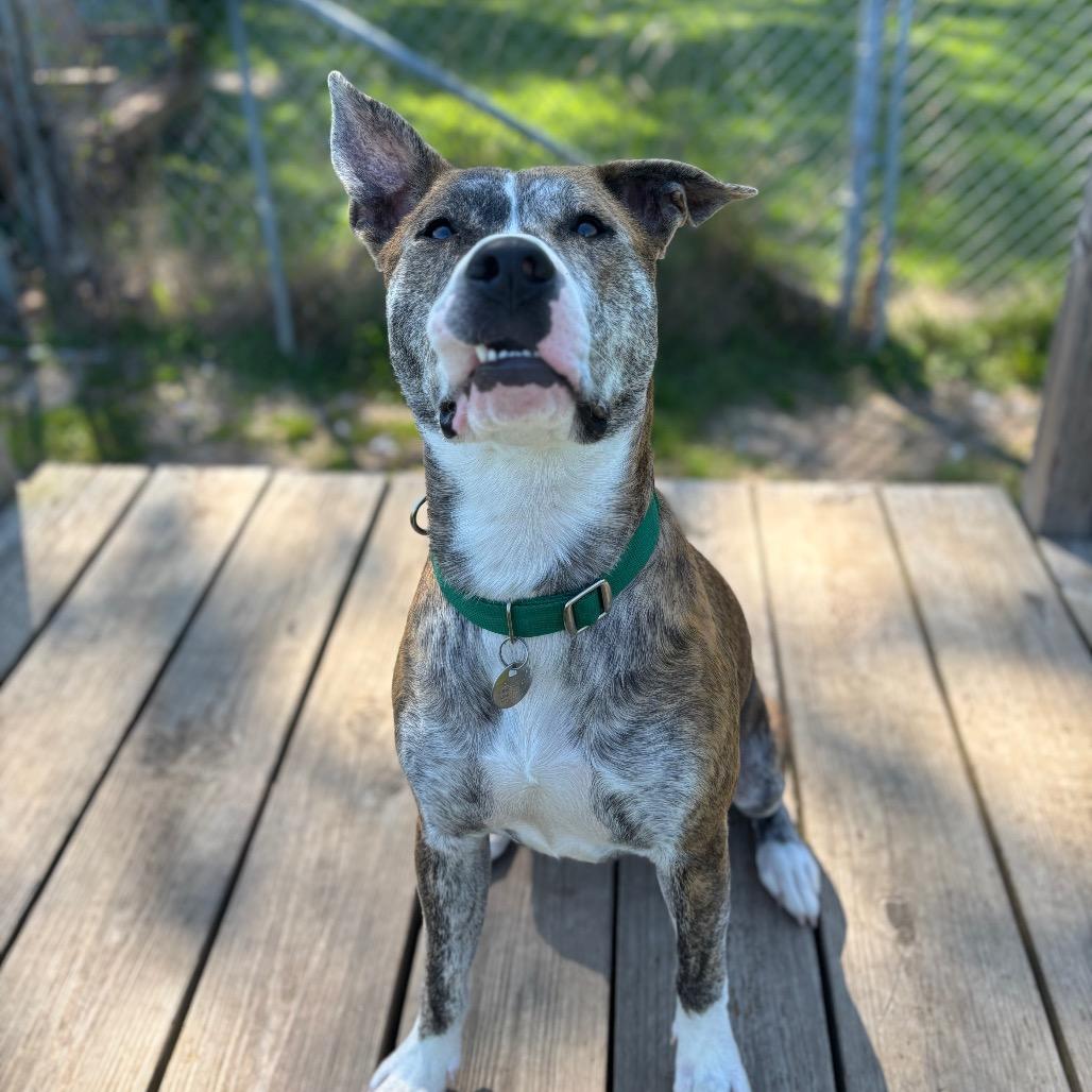 Wagner, a Adoptable Mixed Breed in Brookfield, WI image 5/6
