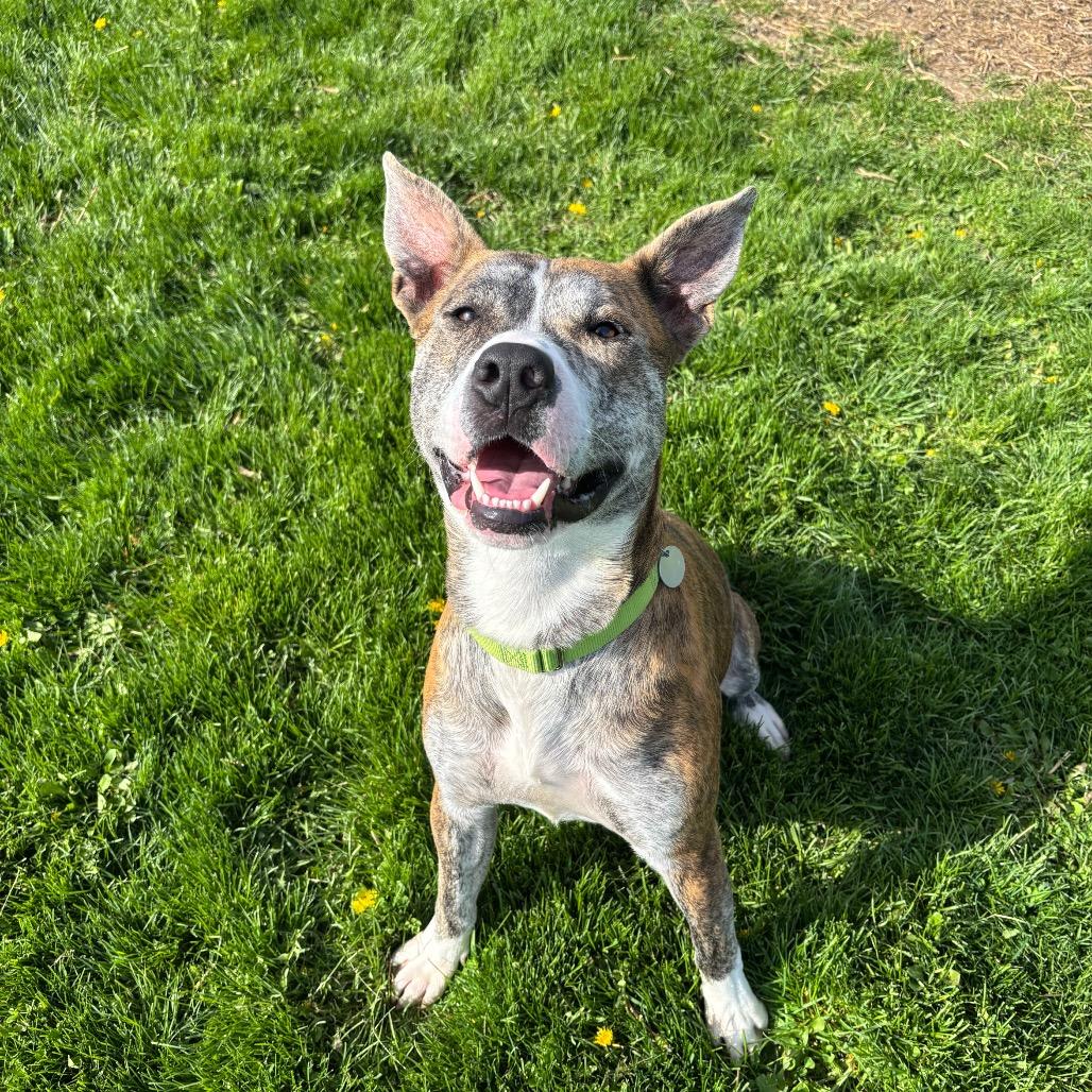Enlarge Wagner, a Adoptable Mixed Breed in Brookfield, WI image 4/5