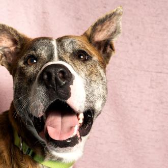 Enlarge Wagner, a Adoptable Mixed Breed in Brookfield, WI image 5/5